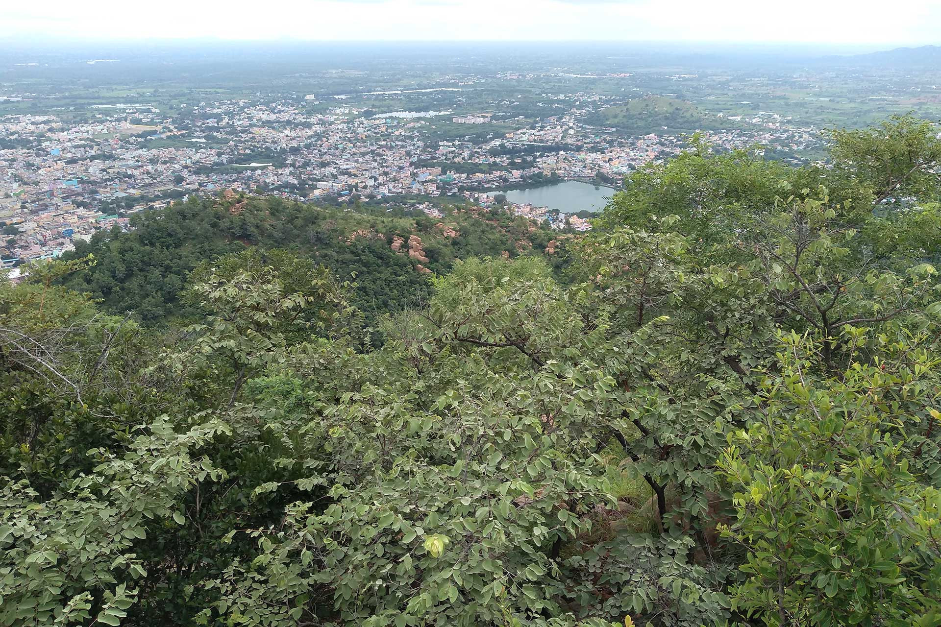 Growing forest with TVmalai in background | Nature Infocus