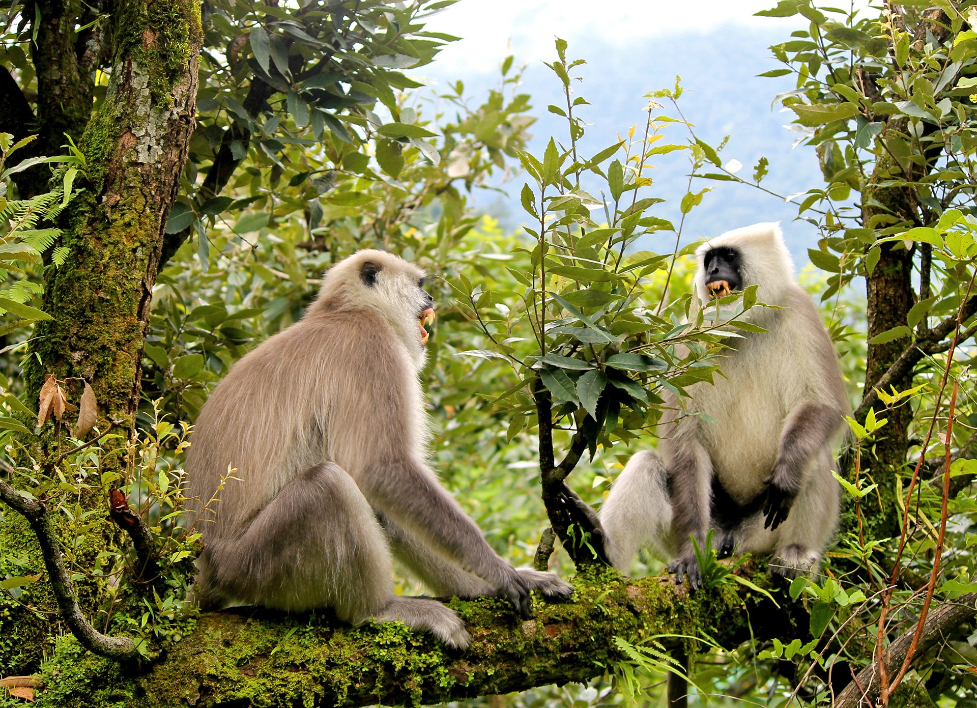 Himani langurs - Living With Langurs | Nature inFocus