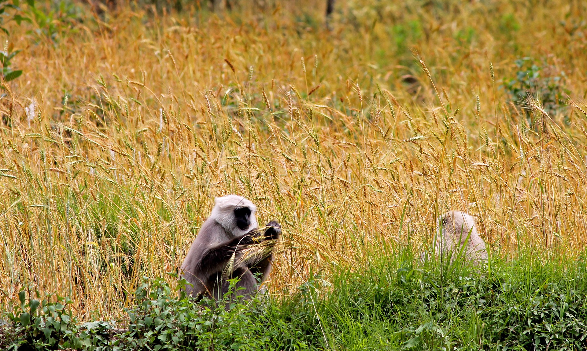 Himani langurs - Living With Langurs | Nature inFocus