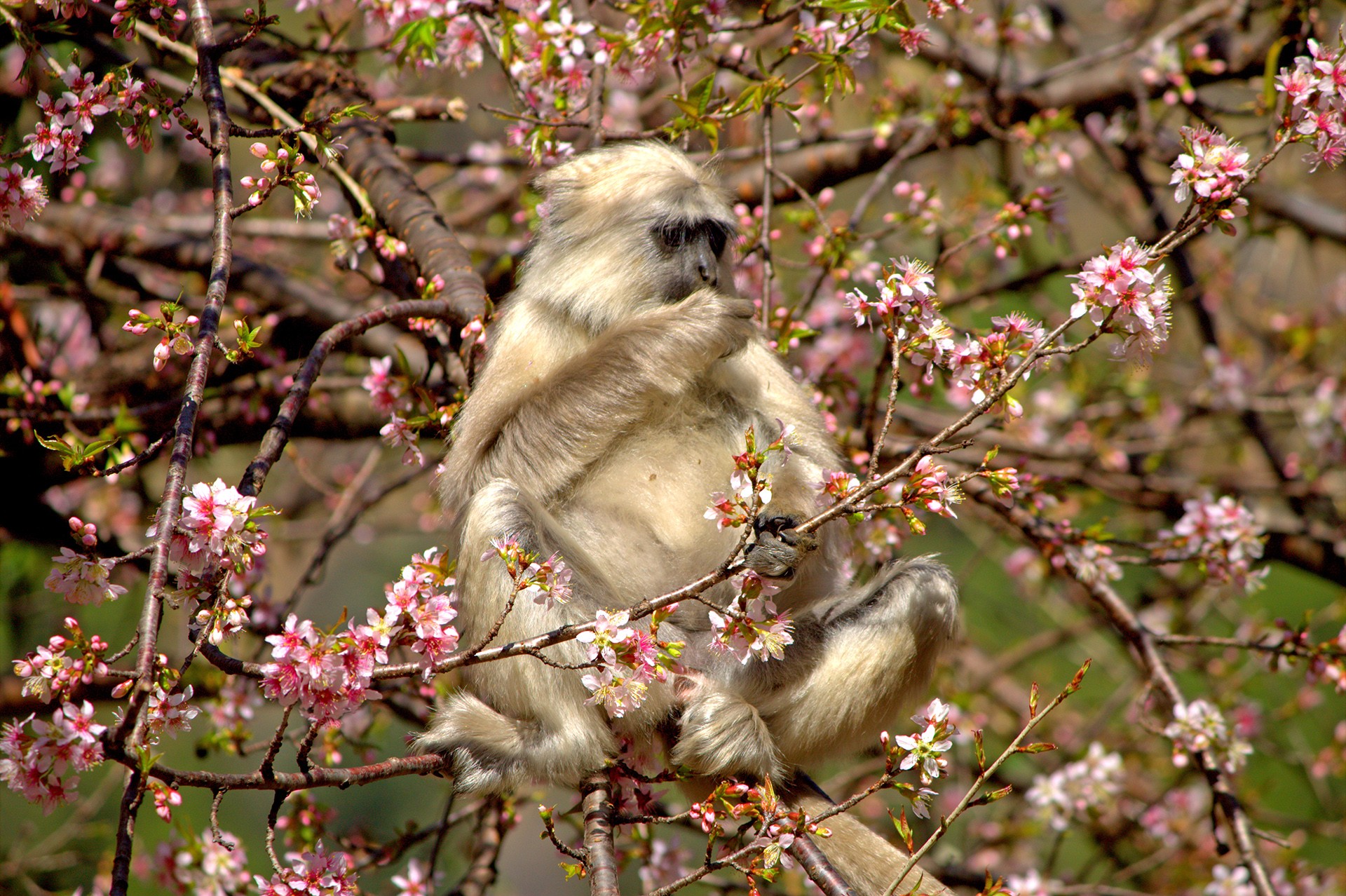 Himani langurs - Living With Langurs | Nature inFocus