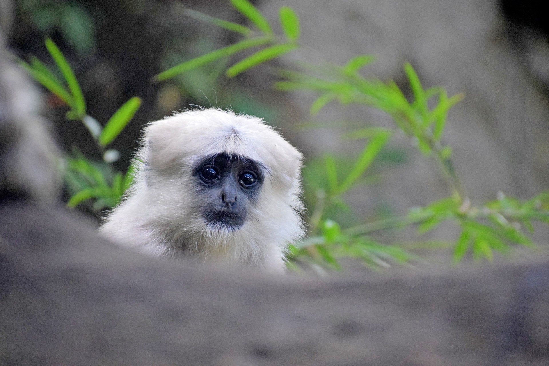 Himani langurs - Living With Langurs | Nature inFocus