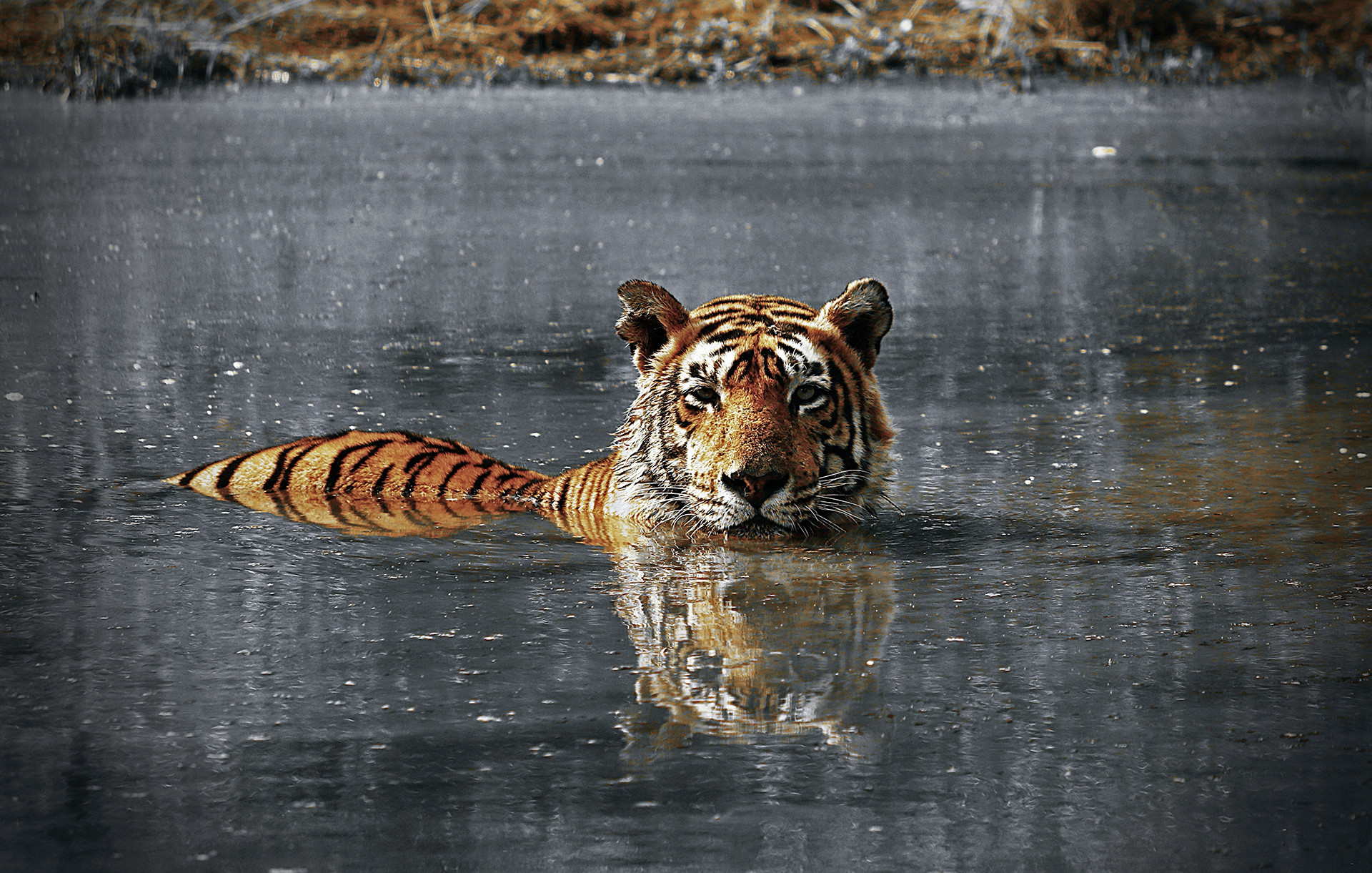 Img copy - The Changing Diet Of Tigers In Sariska | Nature inFocus