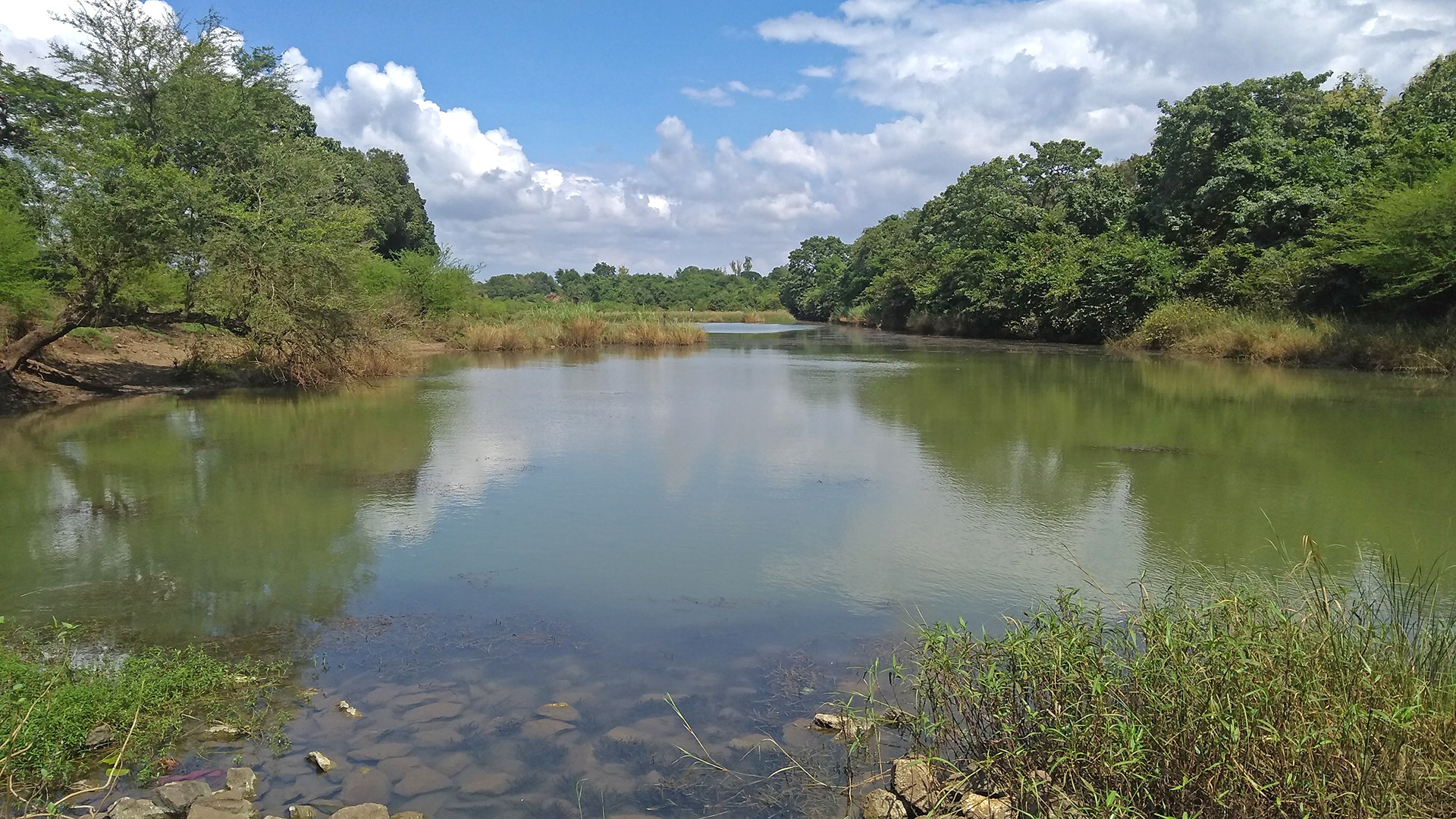typical habitat of the Leith's Softshell Turtle