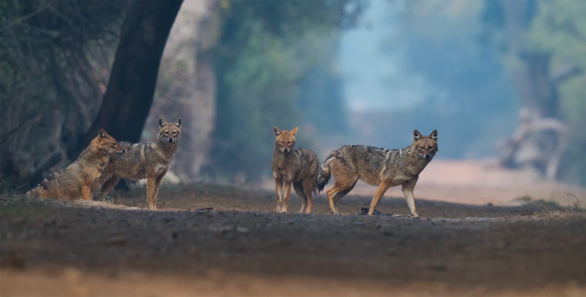 Indranil basu mallick copy - Animal Collective | Nature inFocus