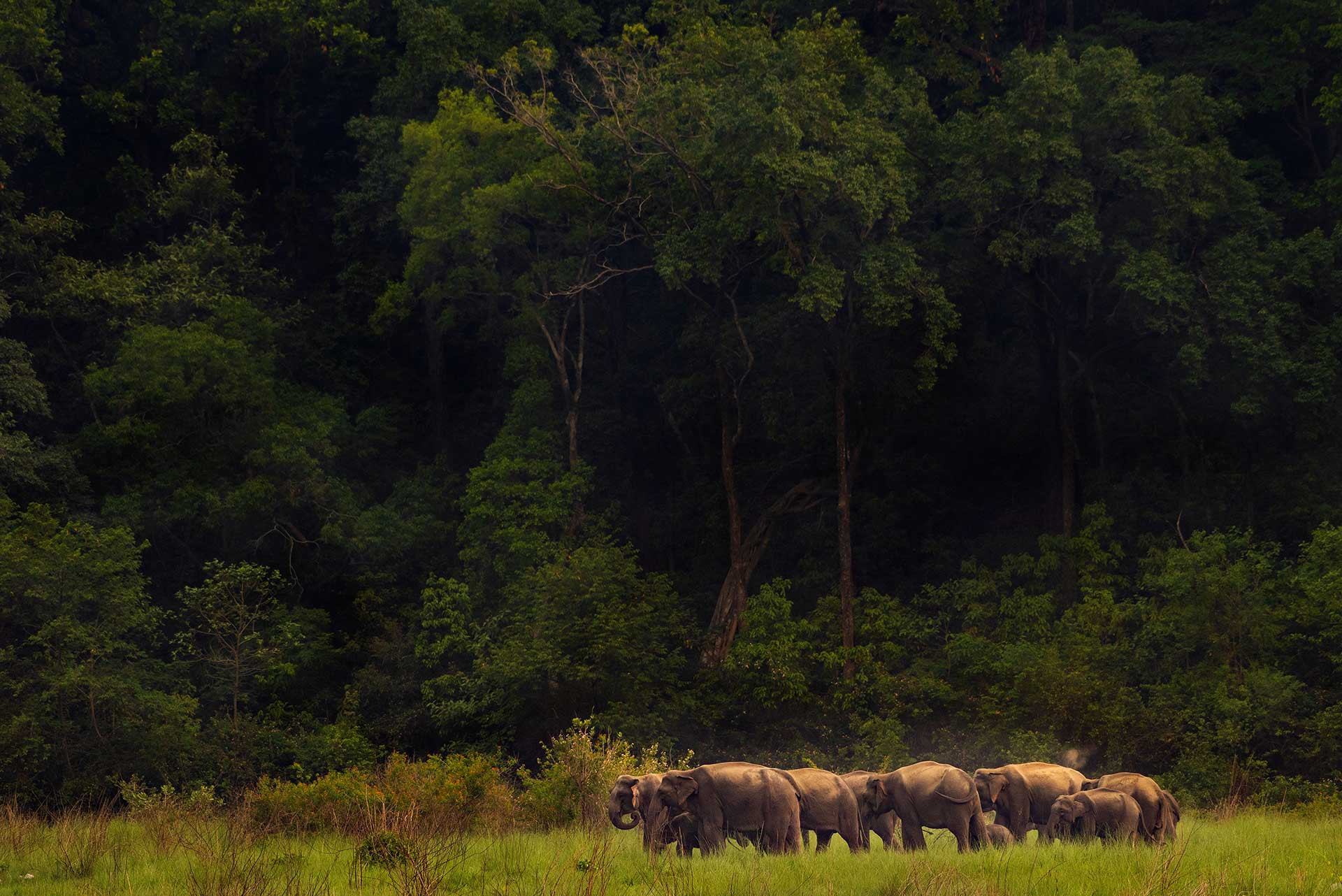 Jamoon Forest and Elephant herd Jamoon MKH NWK | Nature Infocus