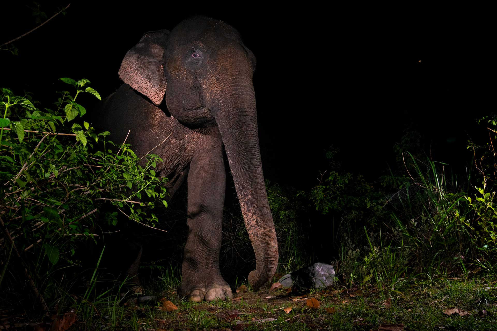 Jamoon Indian Elephant M on CT DSC NWK | Nature Infocus