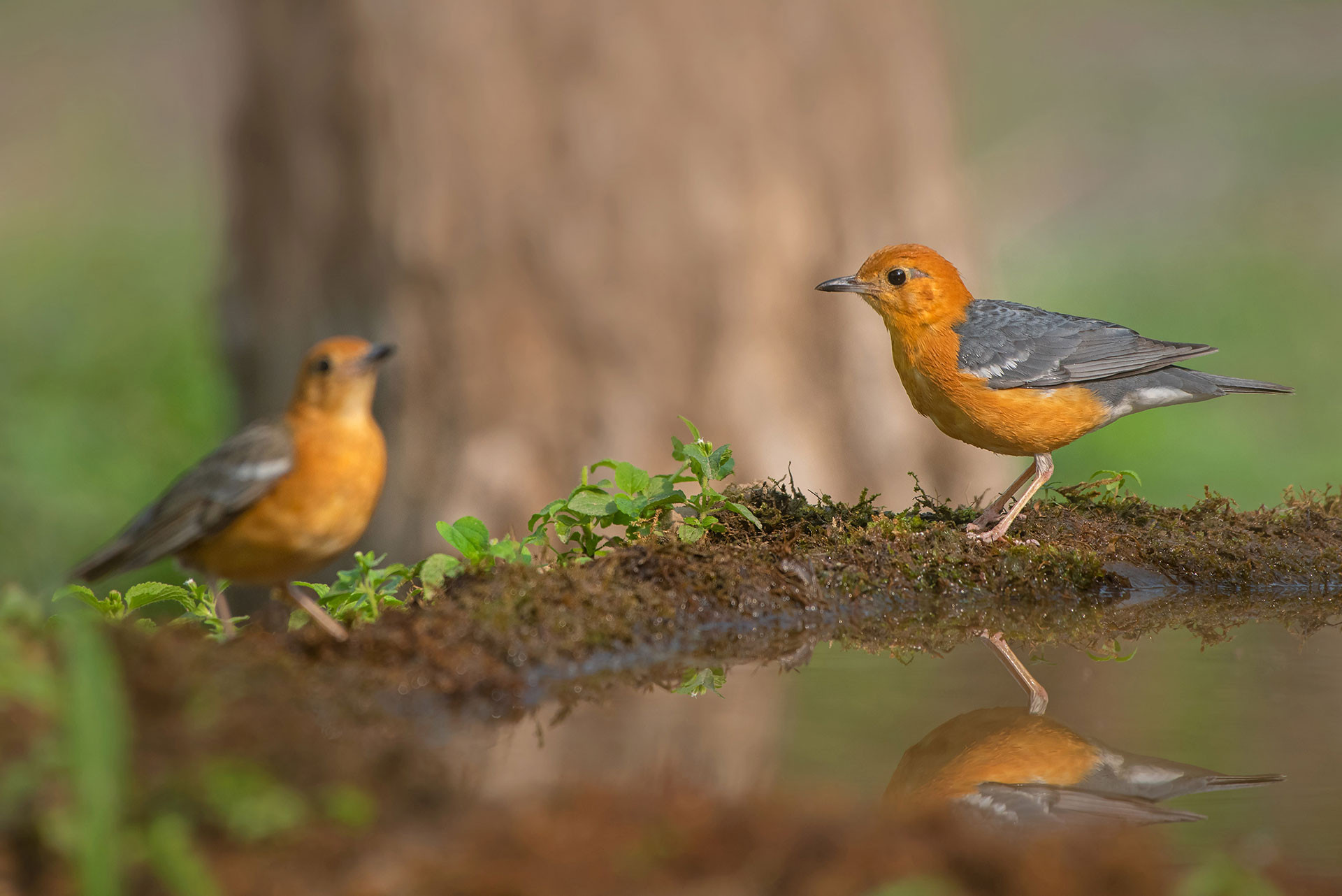 Jamoon Orange Headed Thrush MKH NWK | Nature Infocus