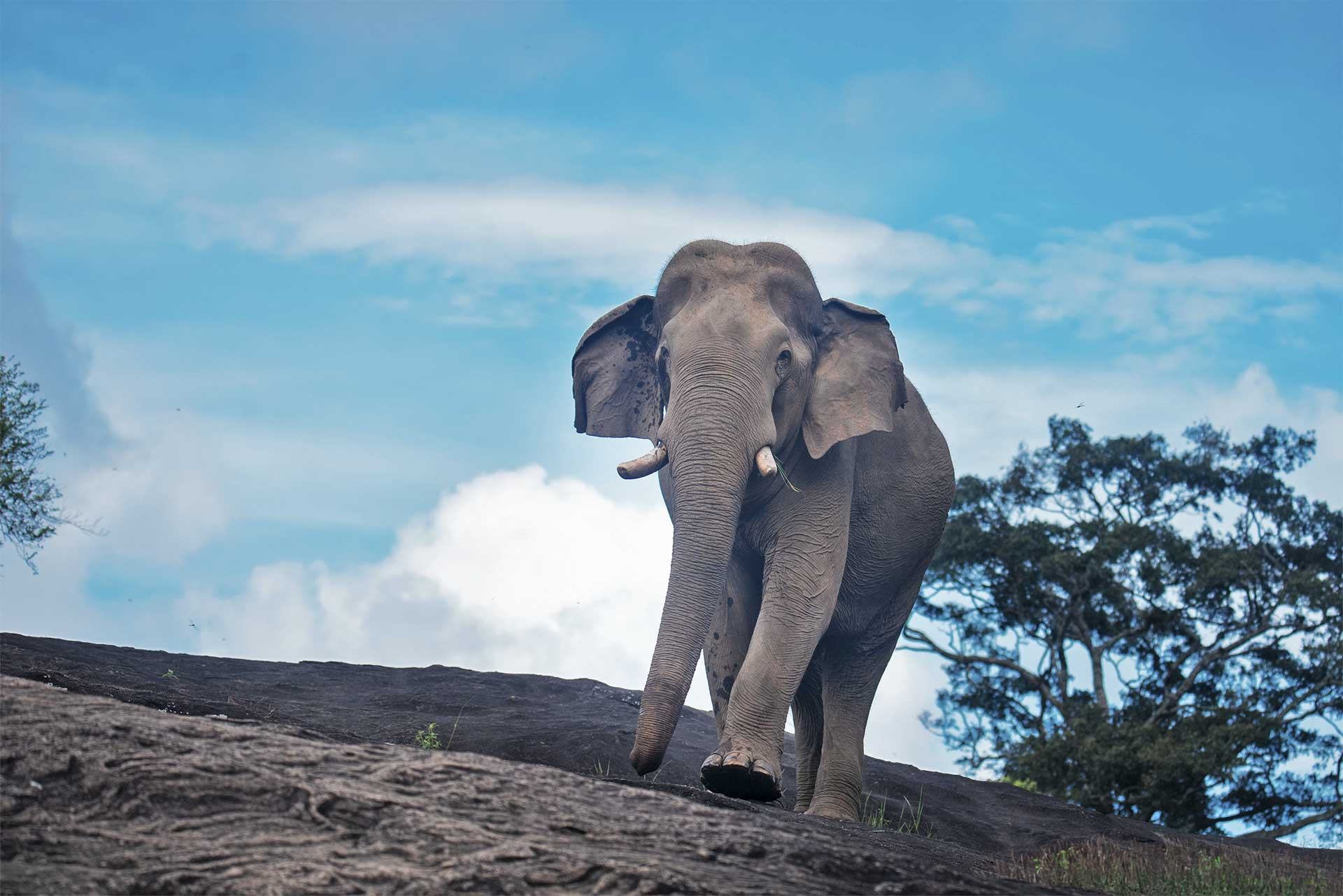 Jharkhand Karnataka Kerala Elephant Aneesh Sankarankutty | Nature Infocus