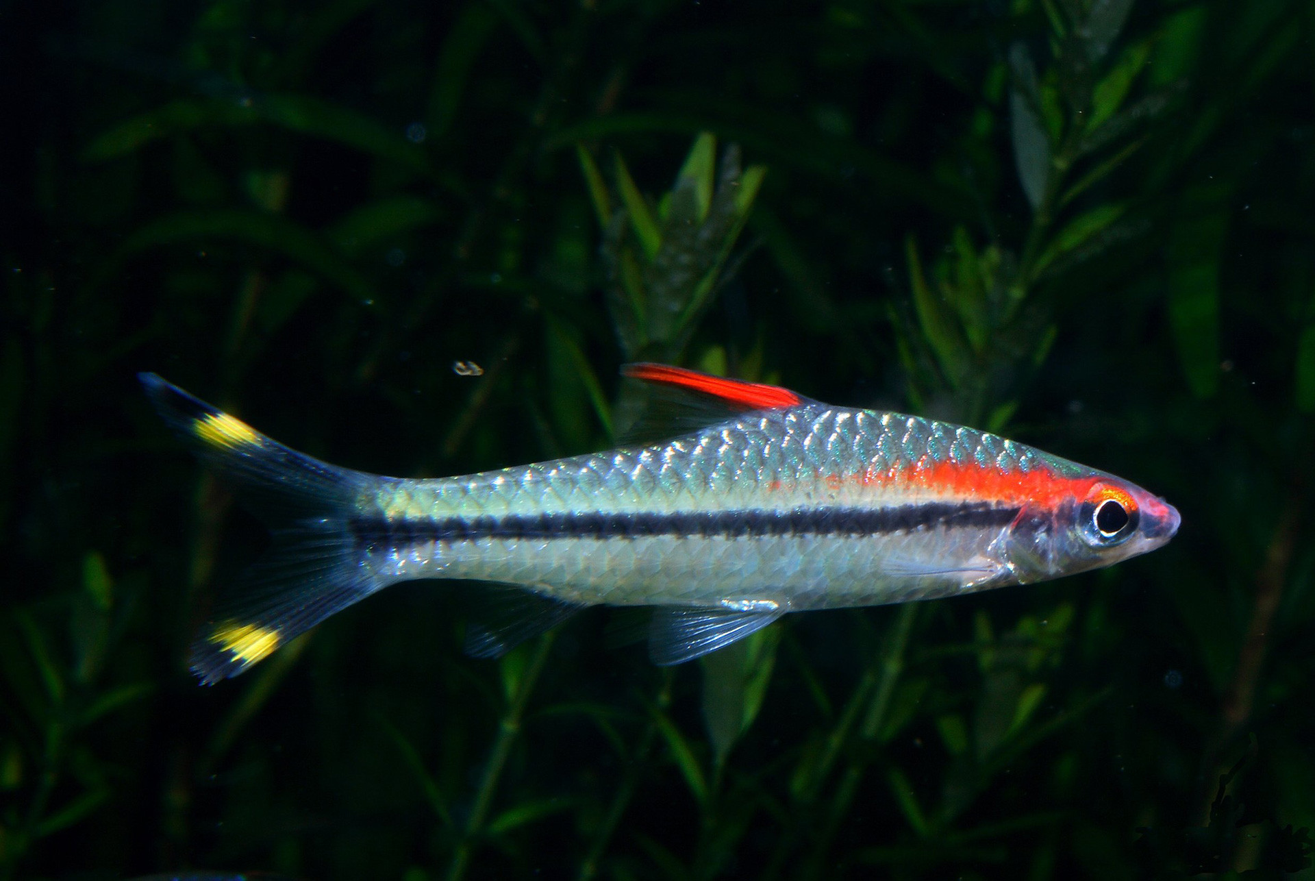 Kerala Pdenisonii | Nature Infocus