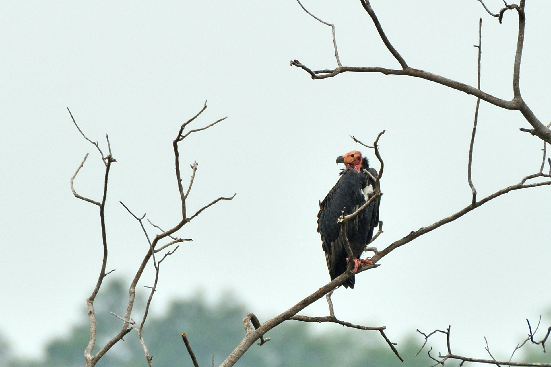King Vulture | Nature Infocus