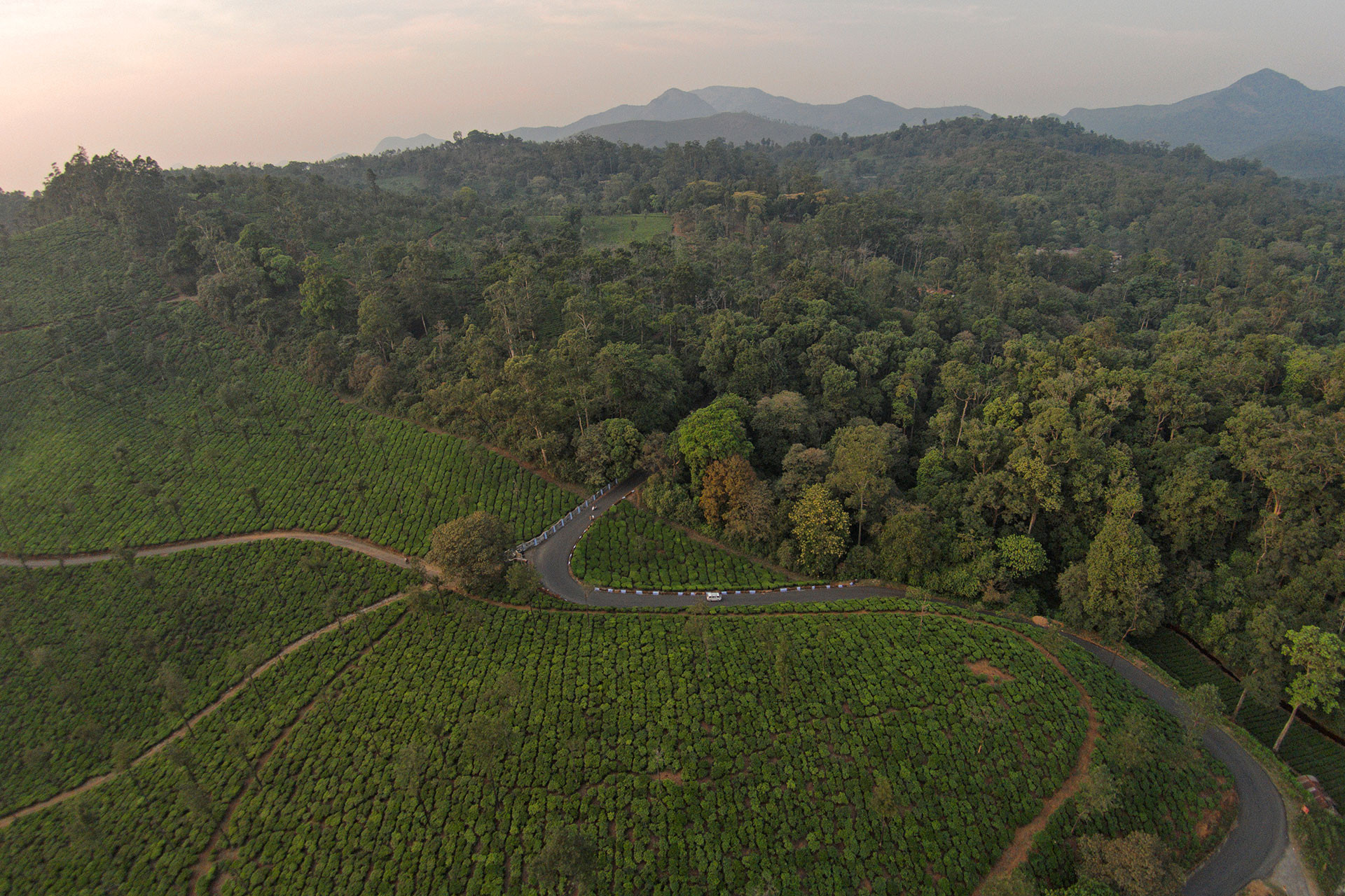 Tea plantations in Western Ghats