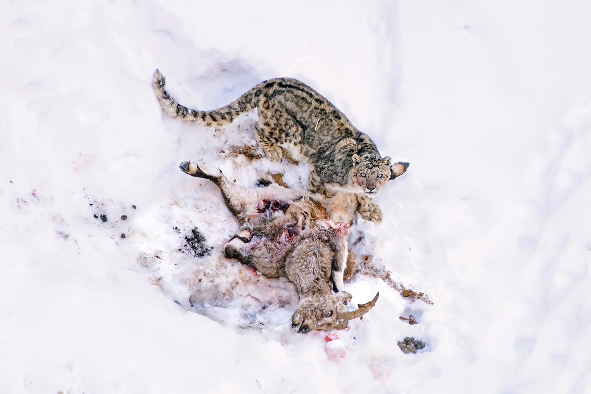 Snow Leopard feeding on prey