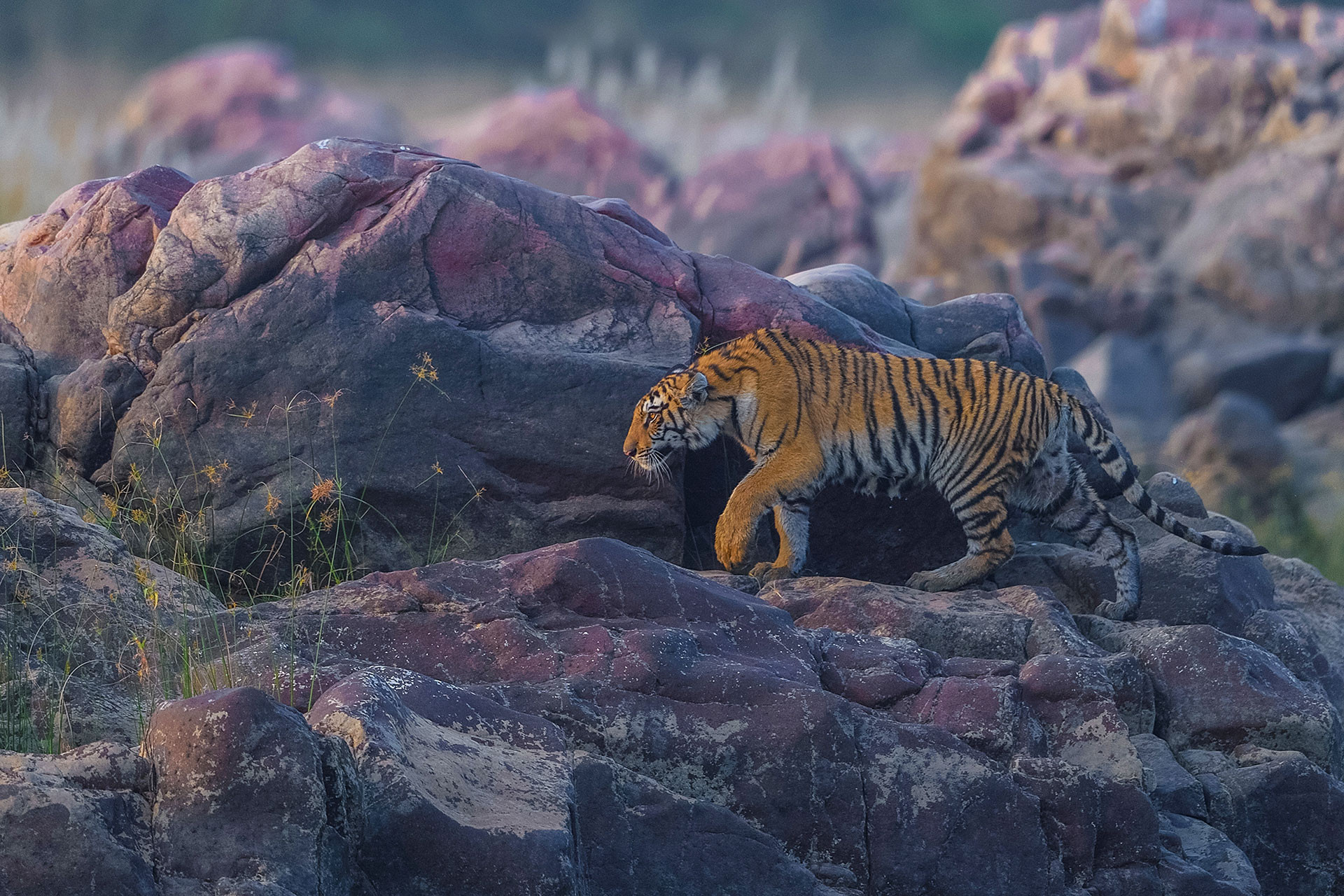 Tiger spotted in Panna national park