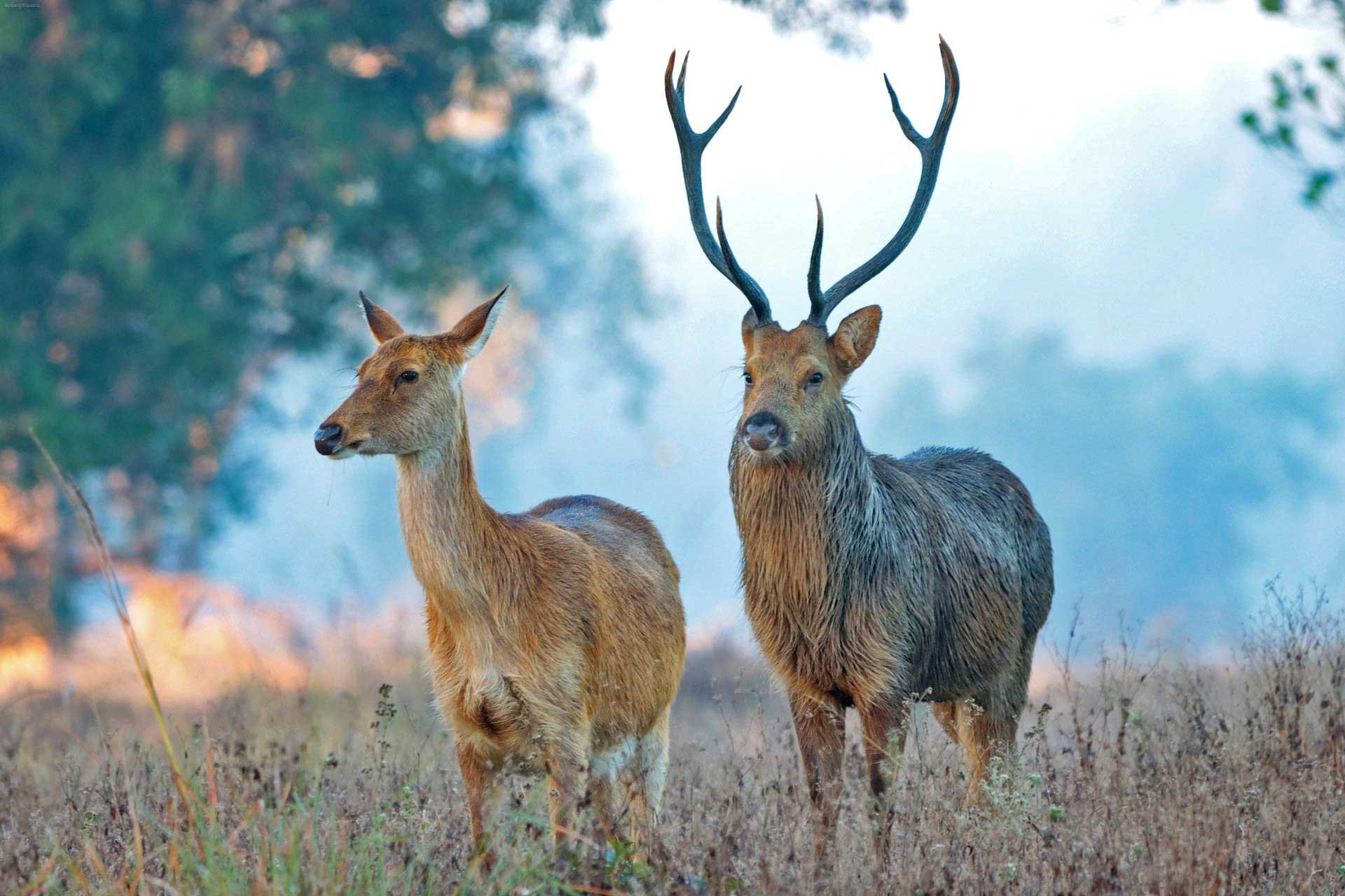 MadhyaPradesh UttarPradesh Barasingha Ruturaj Thavare | Nature Infocus
