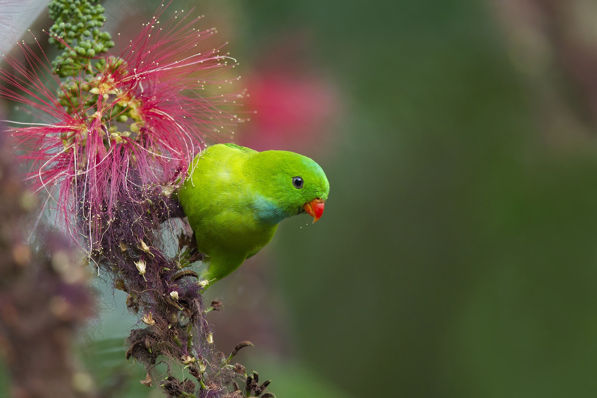 Mahesh reddy parrot rainforests - The Wild Nation – Rainforests | Nature inFocus