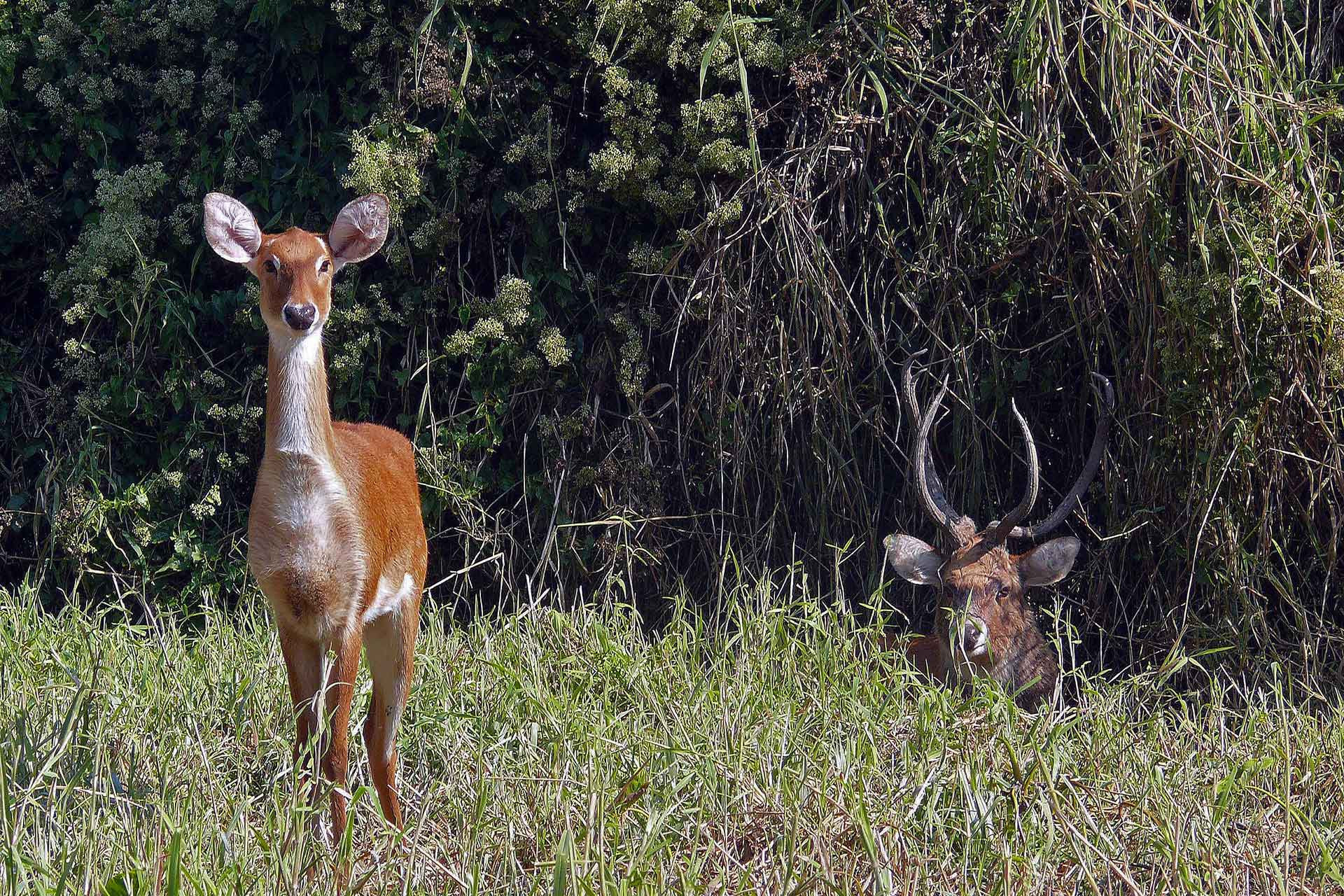 Manipur Sangai Raju Kasambe | Nature Infocus