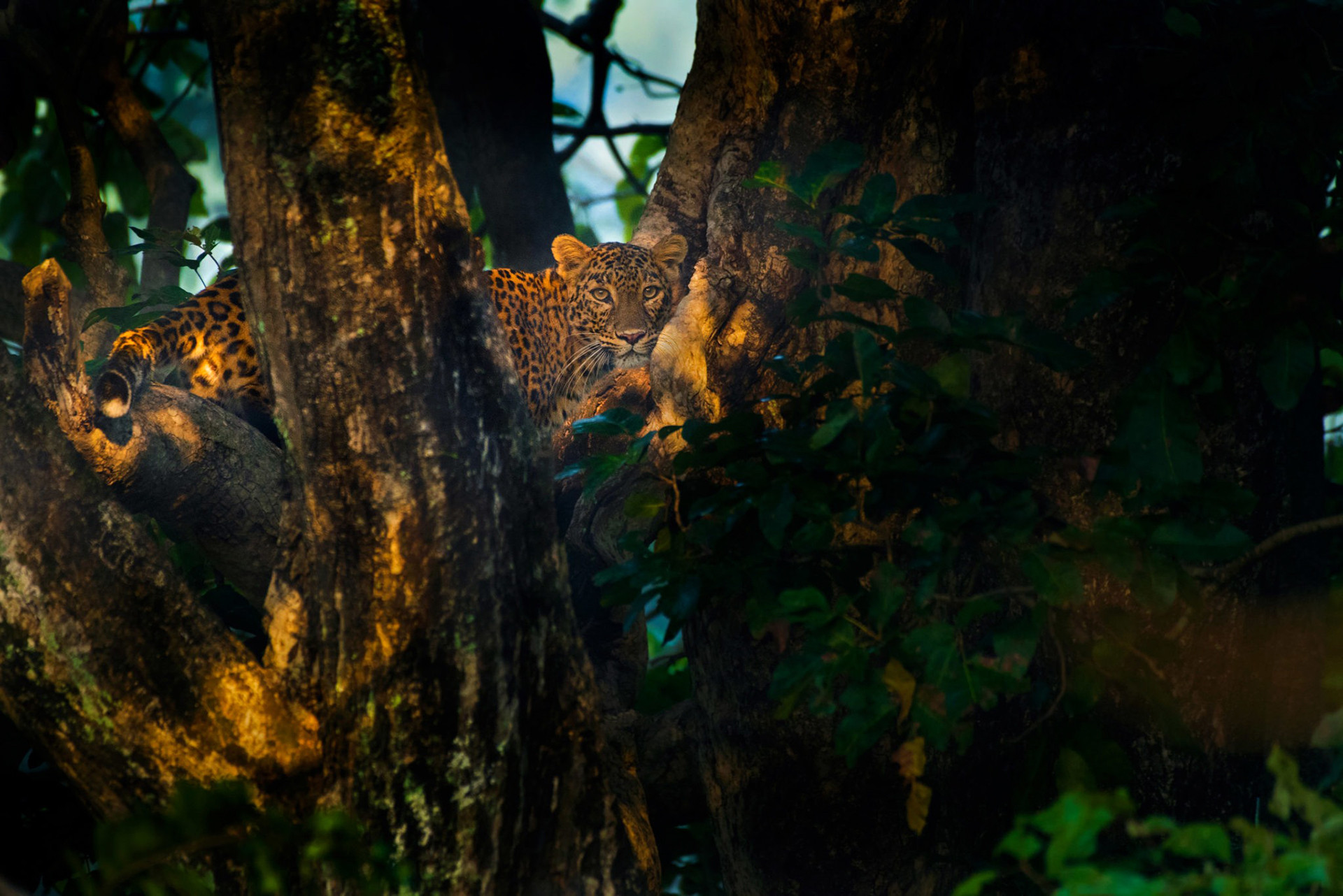 Leopard on a tree in Corbett National Park