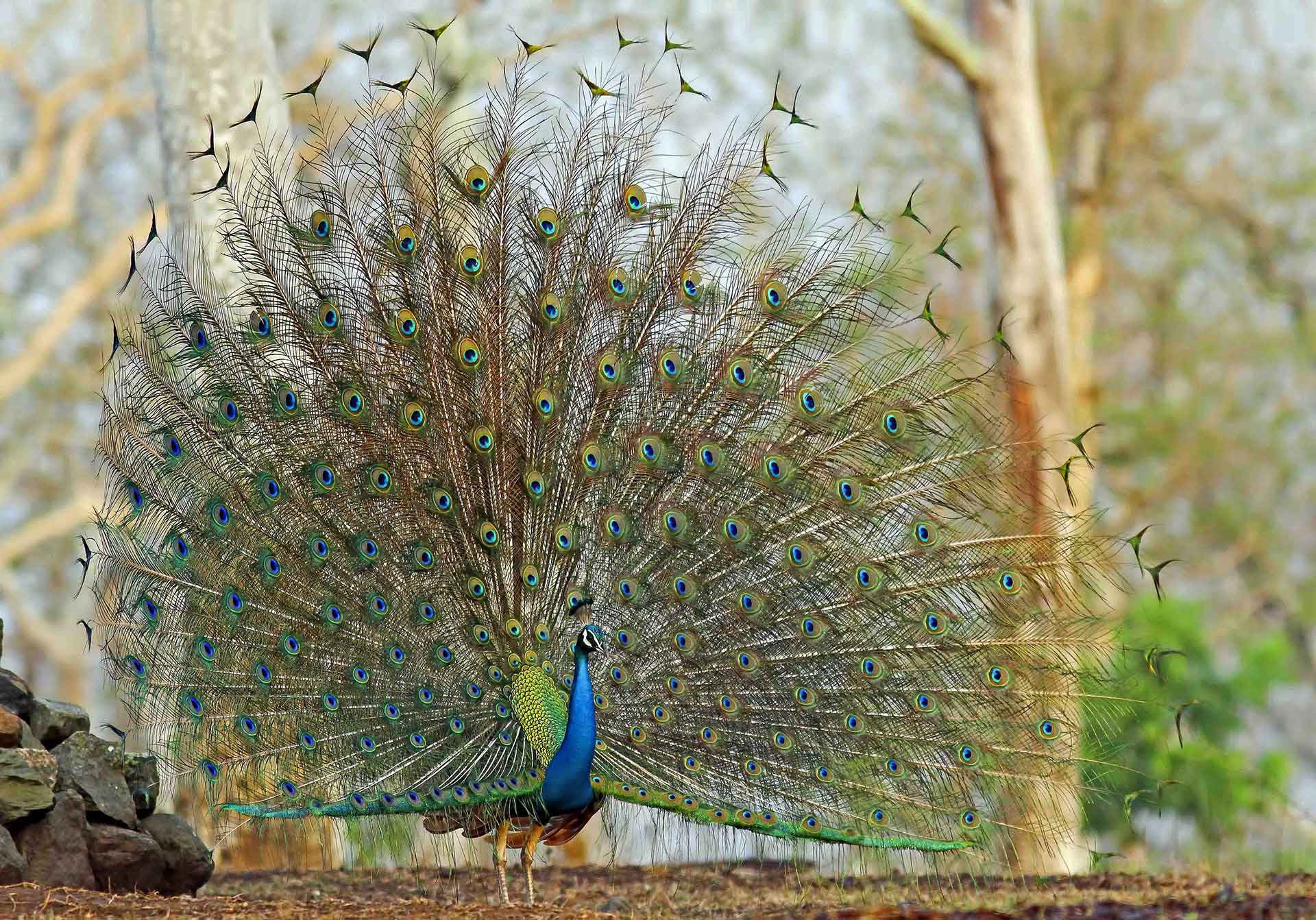 A peacock displaying its resplendent feathers