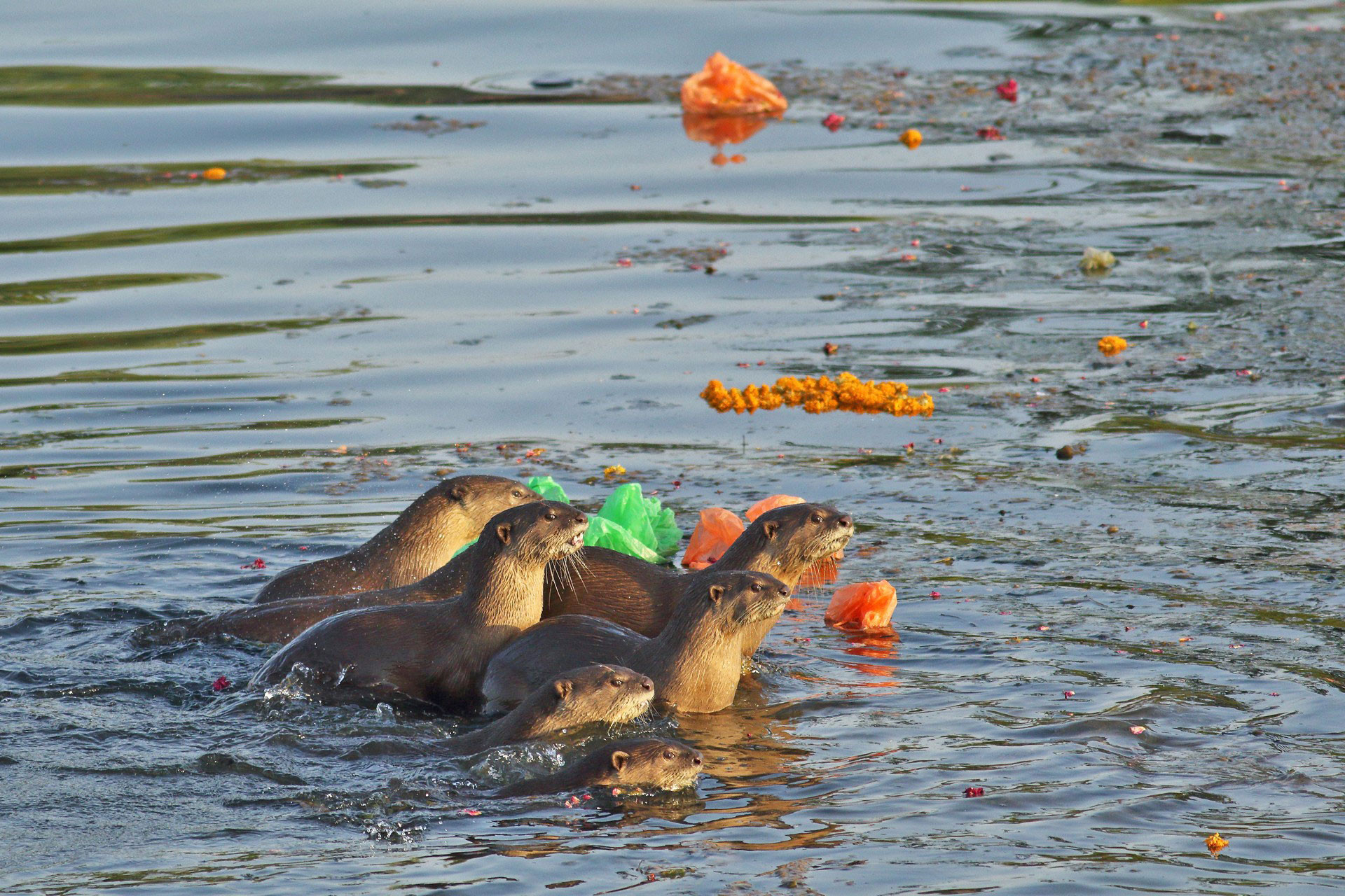 Smooth-coated Otters in polluted River Chambal in Rawatbhata Rajasthan