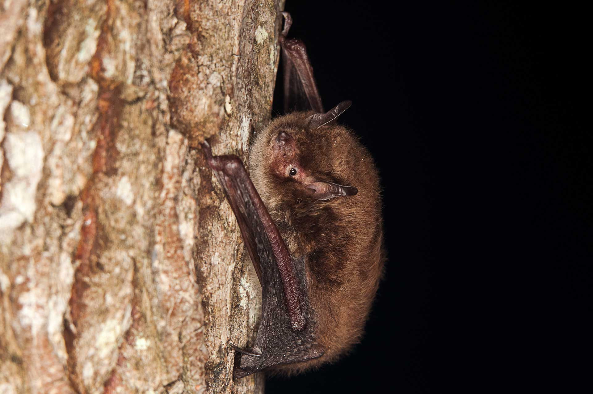 Daubenton's Bat Myotis daubentonii is louder than Mariah Carey