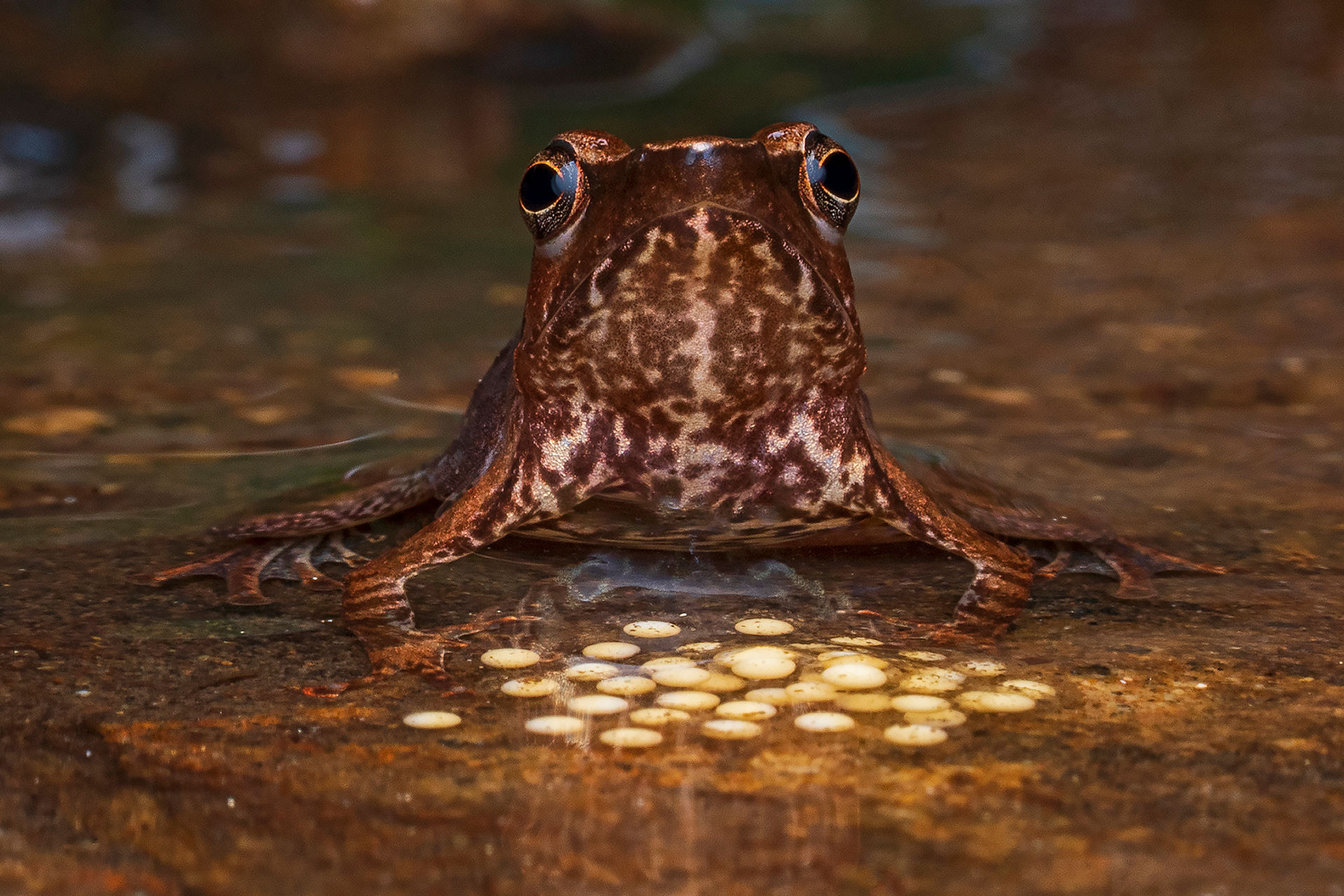 Female dancing frog guarding her eggs
