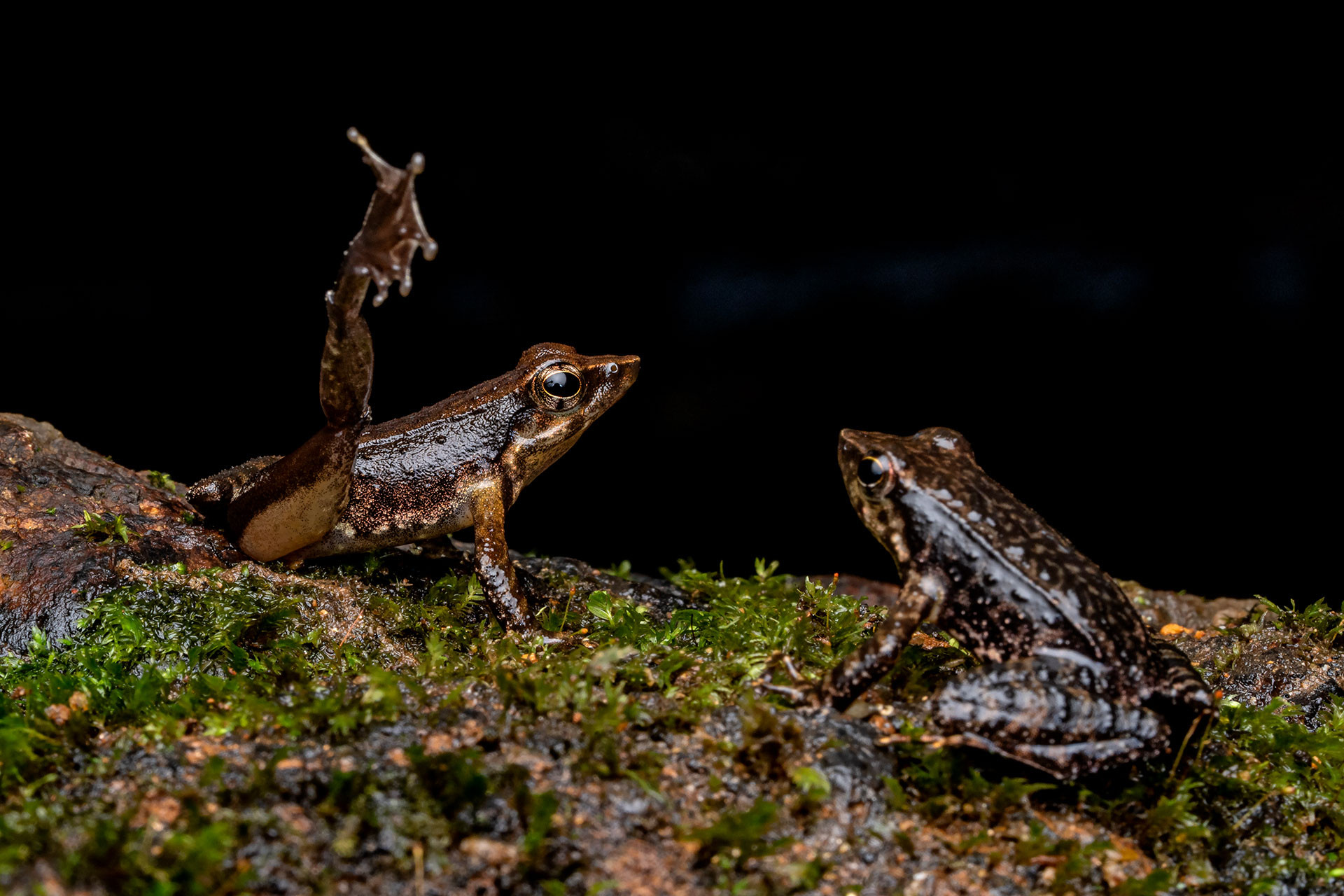 Beautiful Dancing Frogs displaying foot flagging
