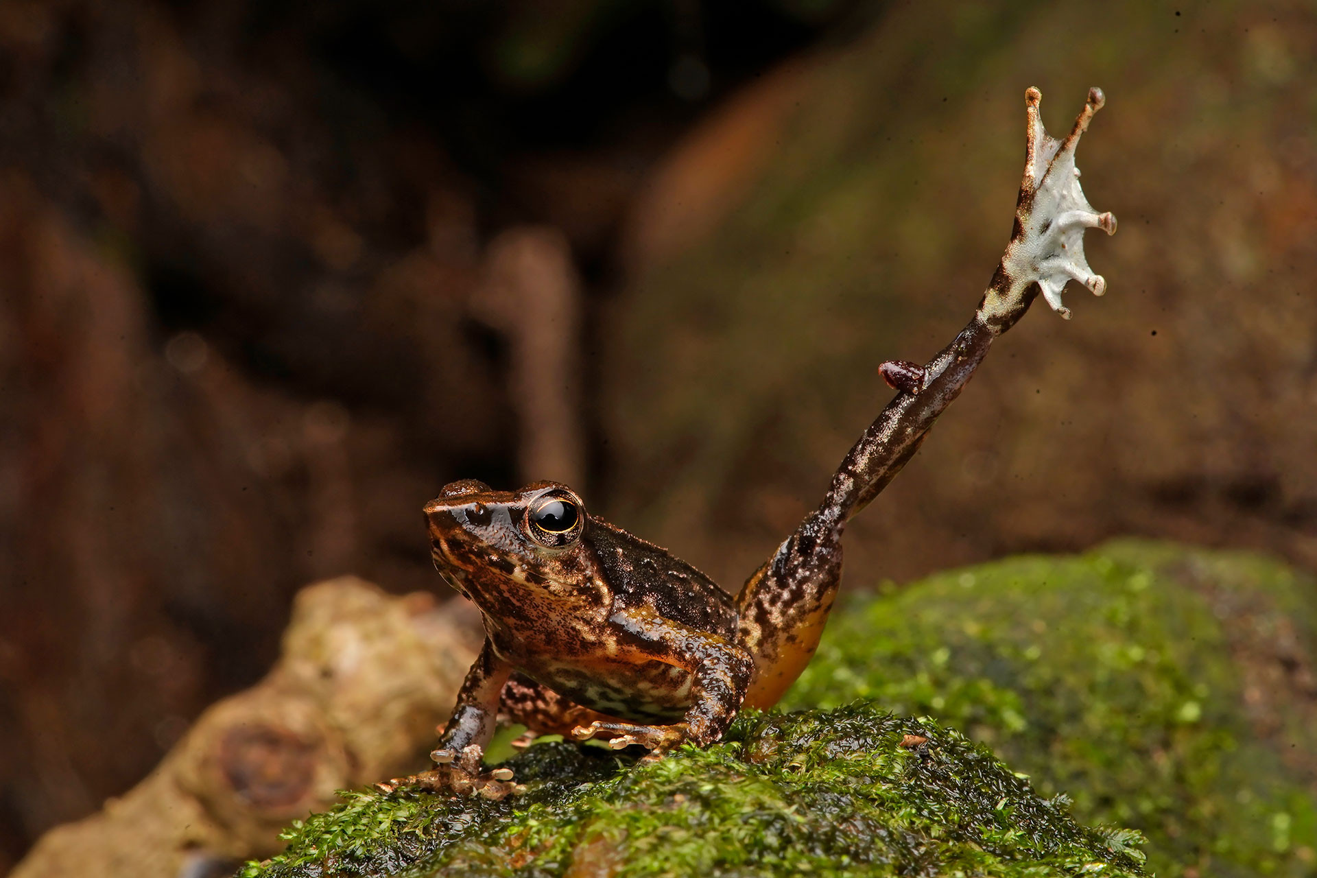 Male dancing frog with its foot flagging move