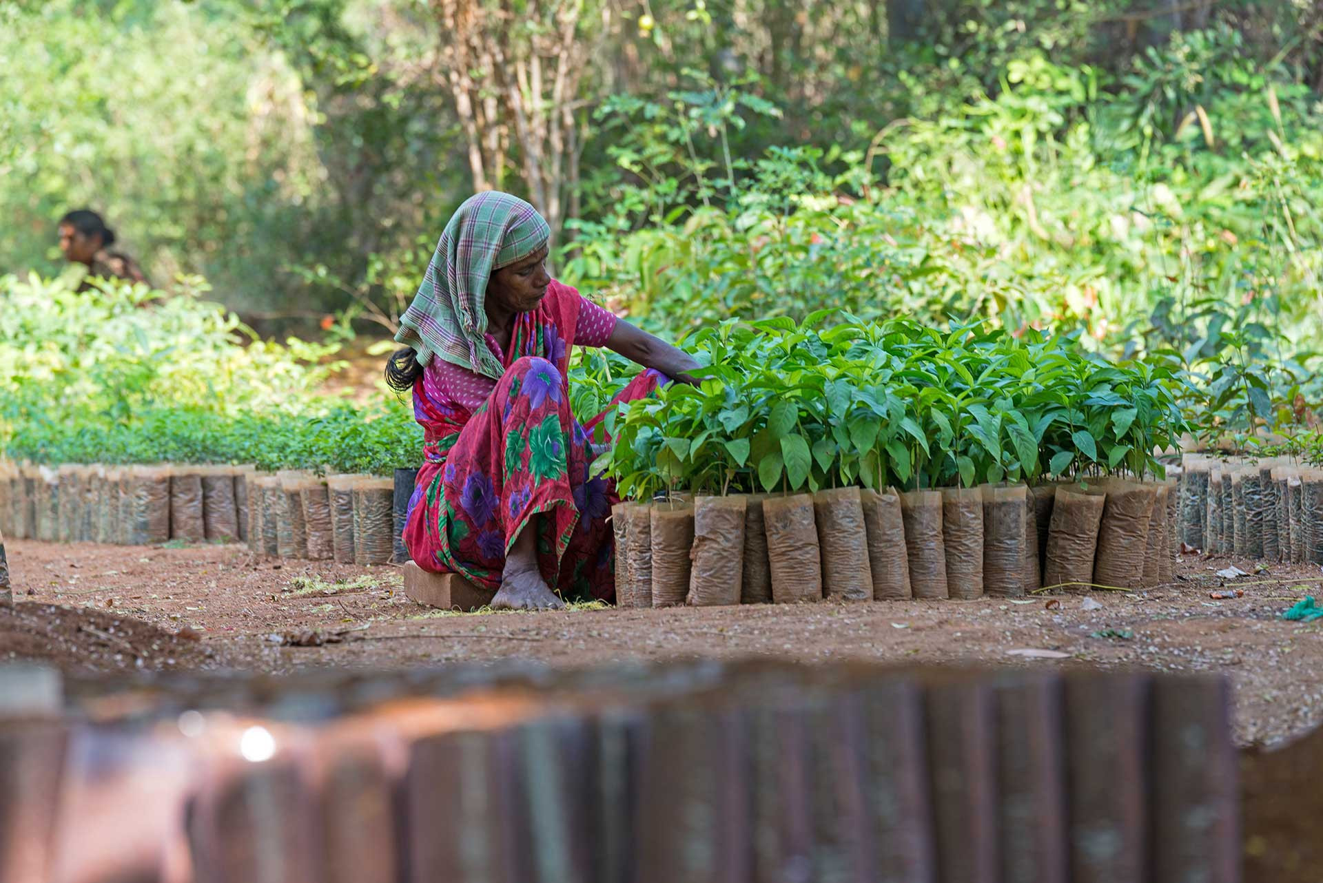 Nursery | Nature Infocus
