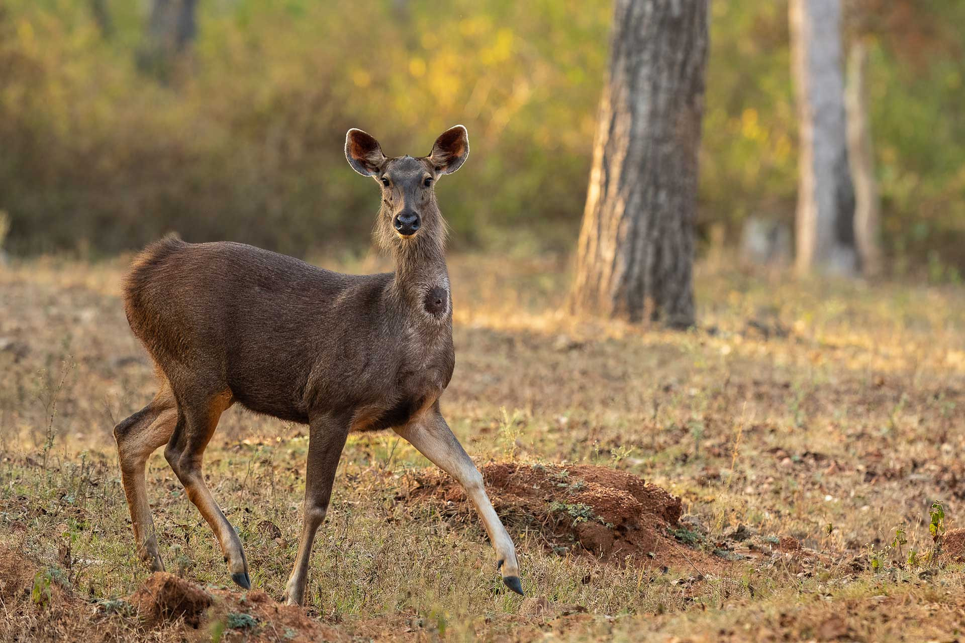 Odisha Sambar Ganesh Namasivayam | Nature Infocus