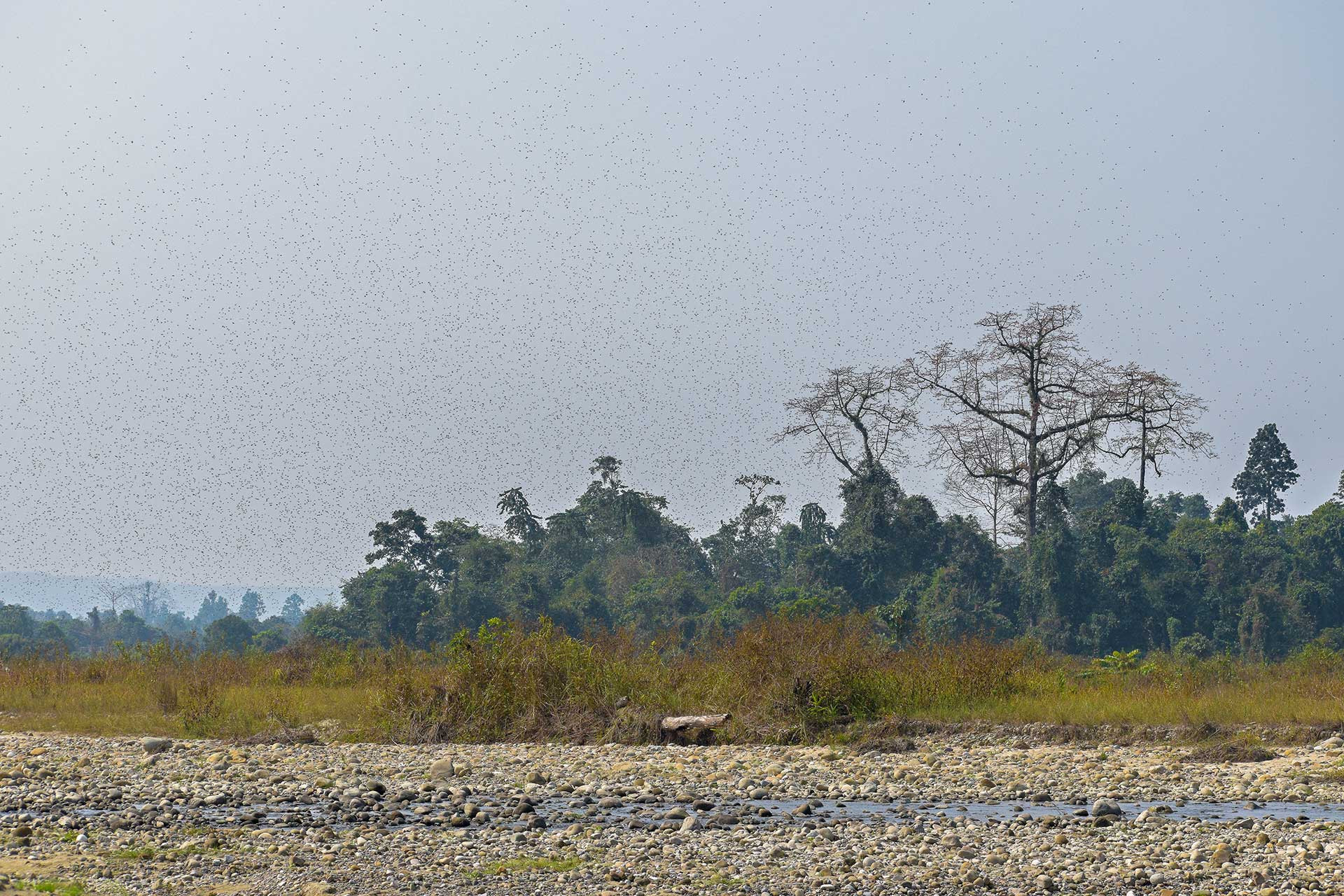 A swarm of bees near the Pakke River