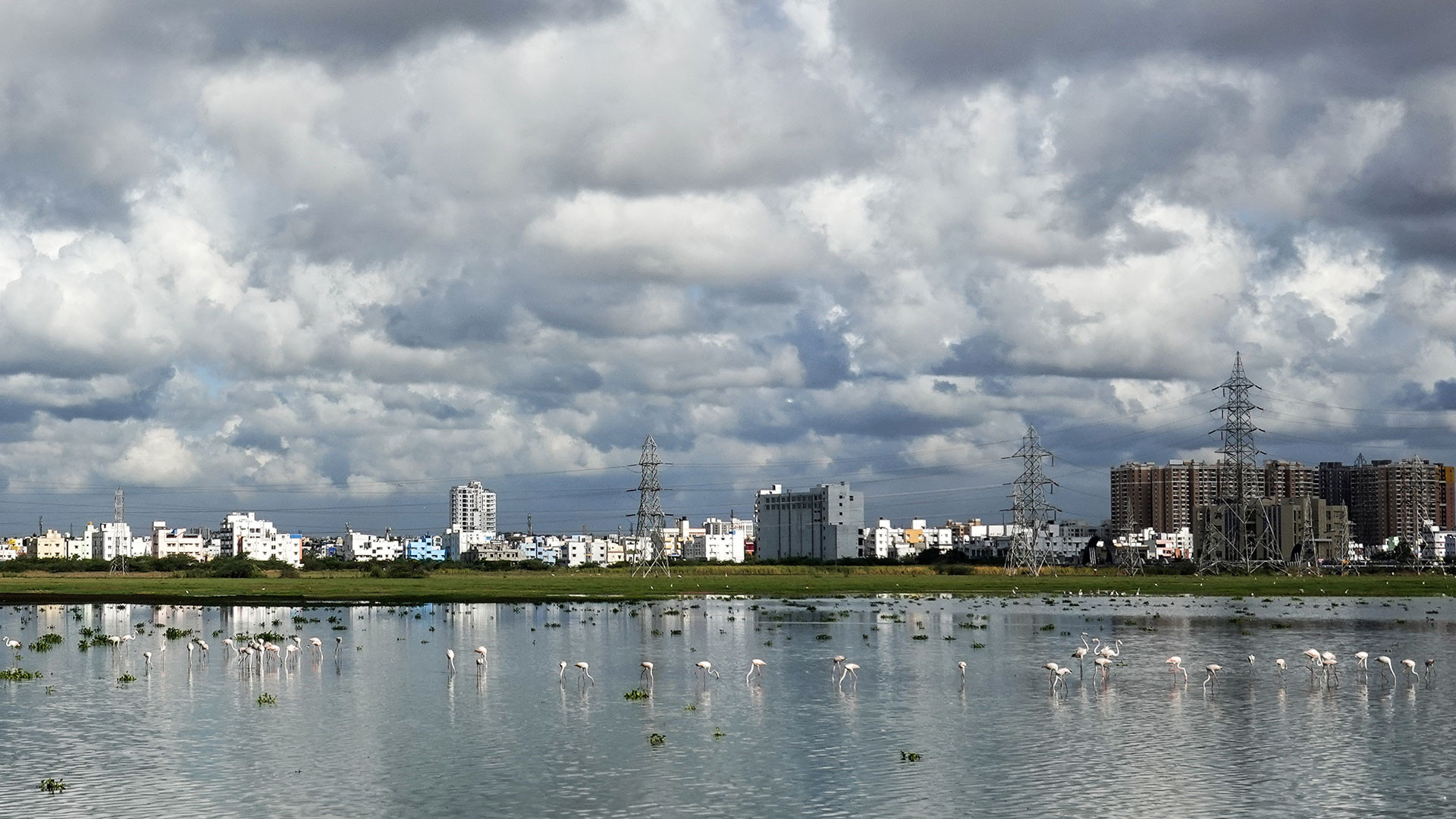 pallikaranai marsh in chennai