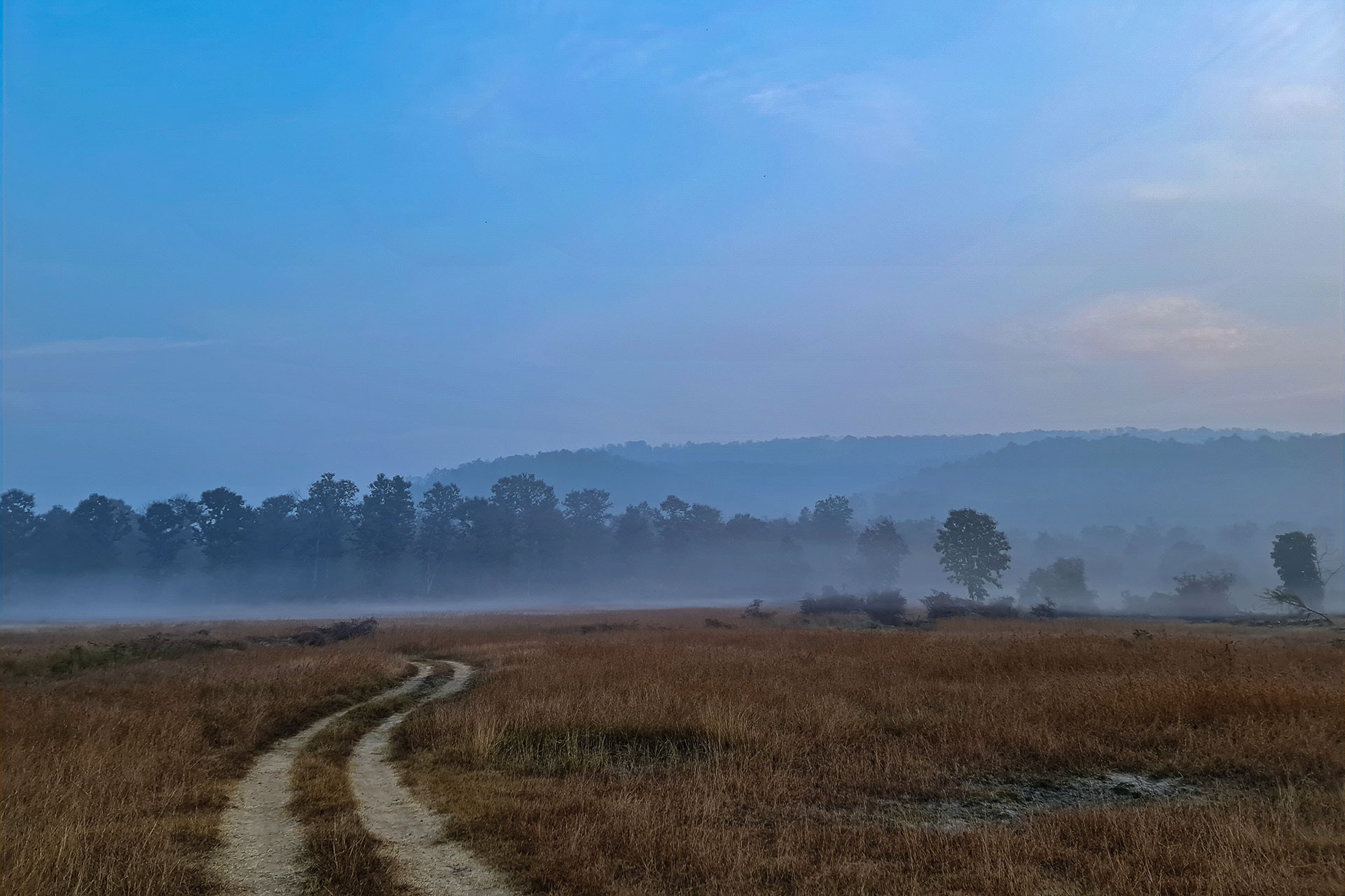 Budhrond grassland in Panna National Park