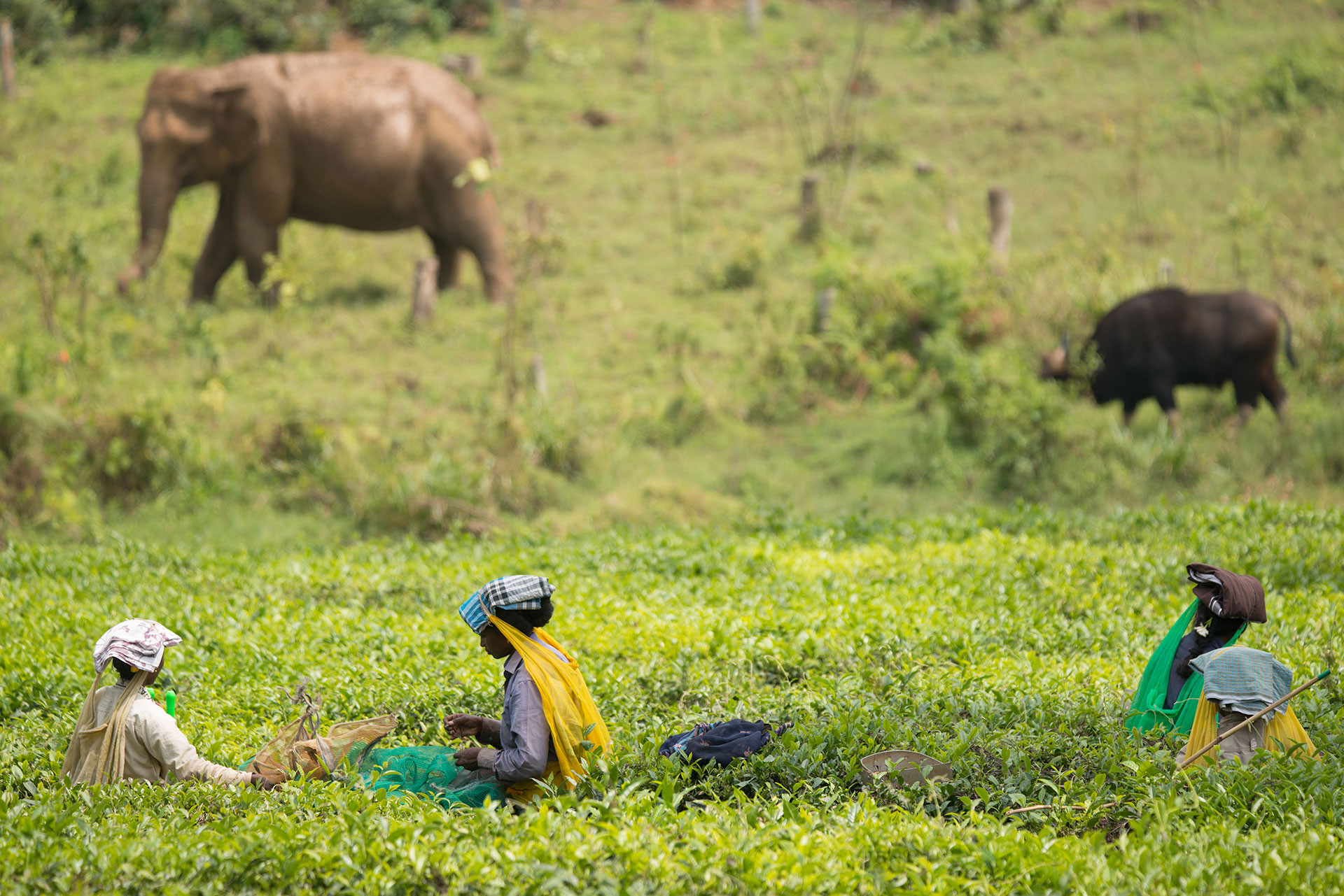 People Elephants GAN | Nature Infocus