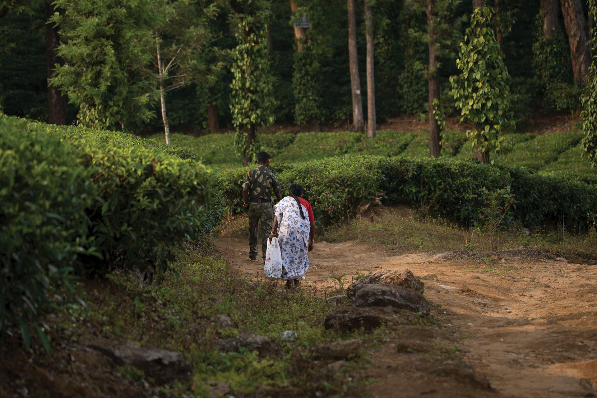 People Elephants GAN | Nature Infocus