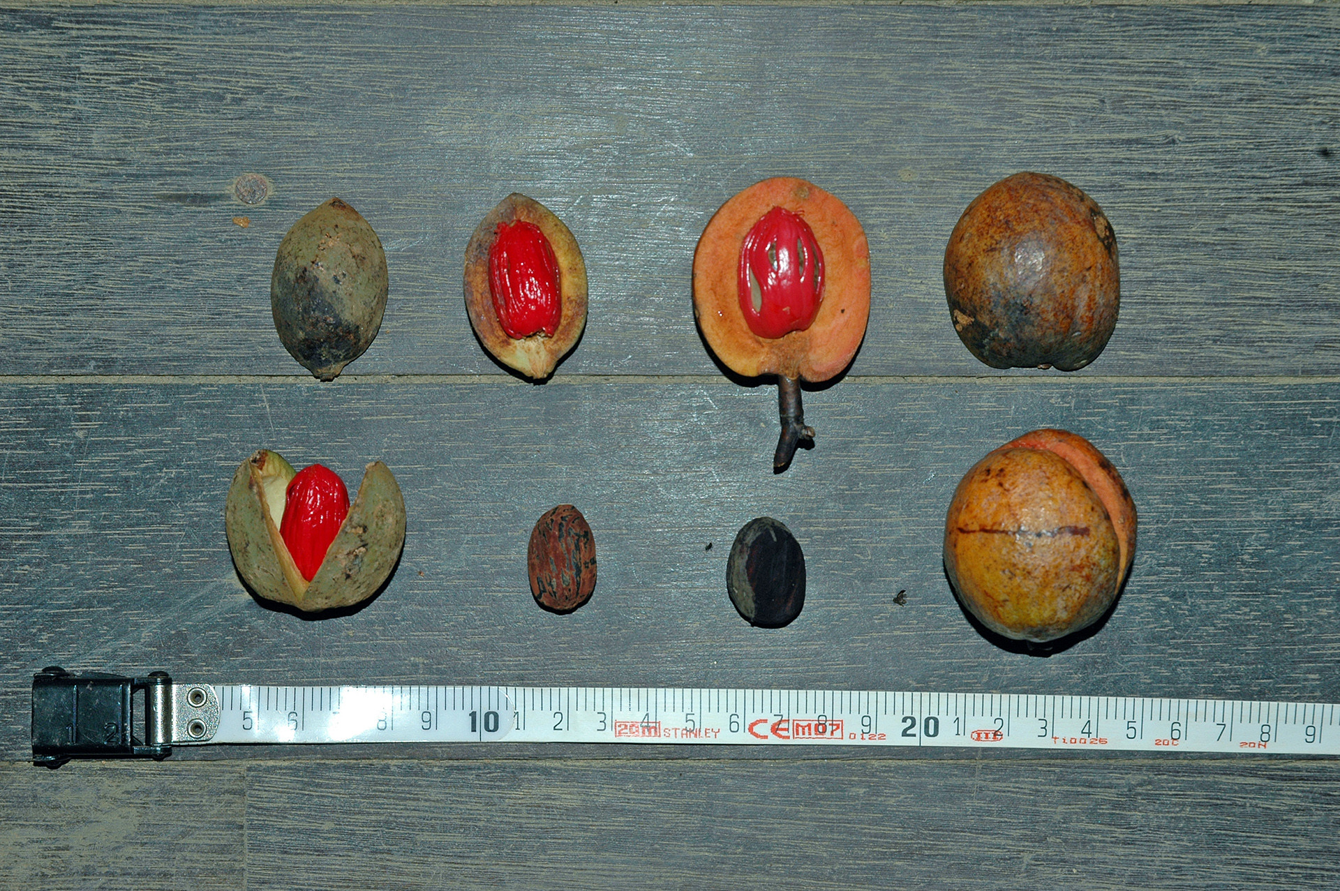 Photo virola michelii kawtae - The Annual Frugivoral Diet Plan | Nature inFocus