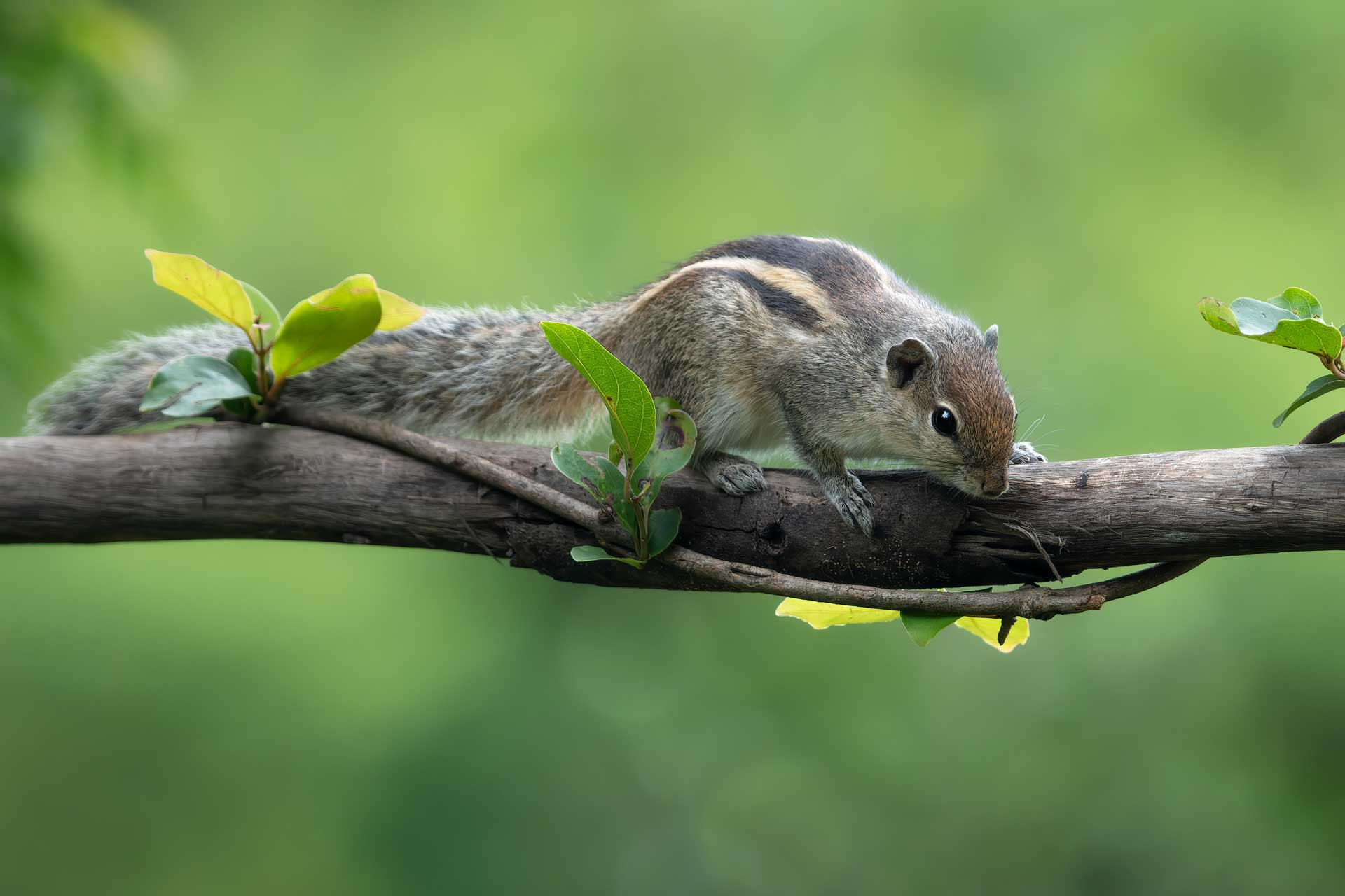 Puducherry IndianPalmSquirrel Krishna Chaitanya T | Nature Infocus