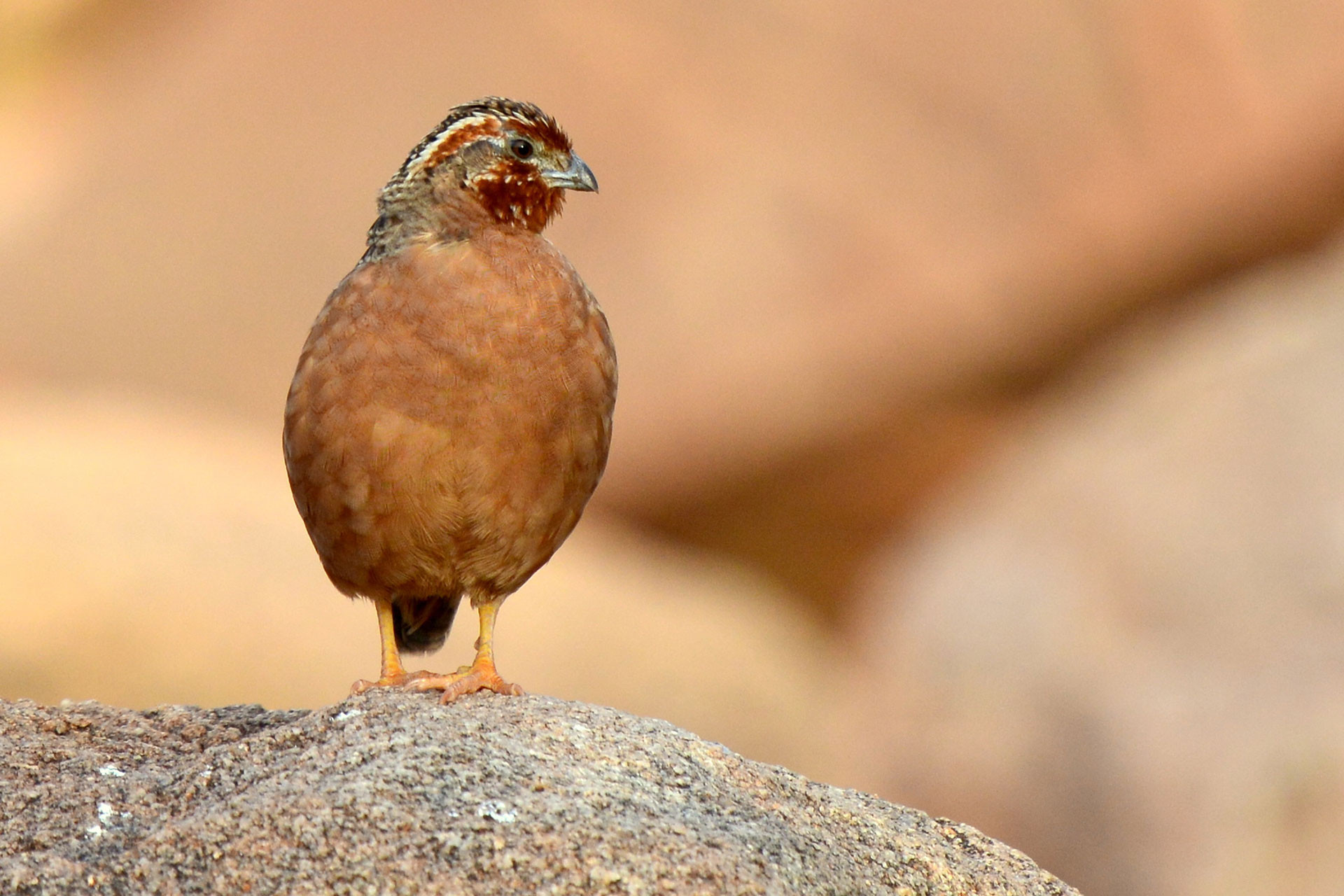 Quail Sonkhaliya | Nature Infocus