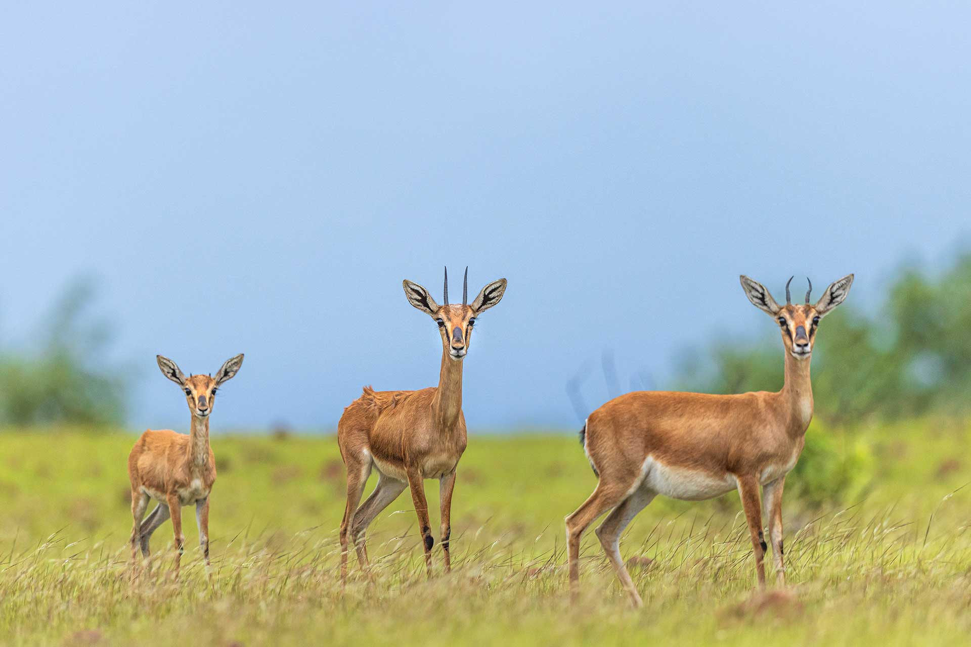 Rajasthan Chinkara Yash Darji | Nature Infocus