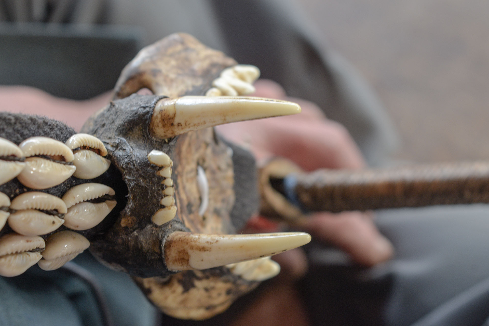 relics teethset | Nature Infocus