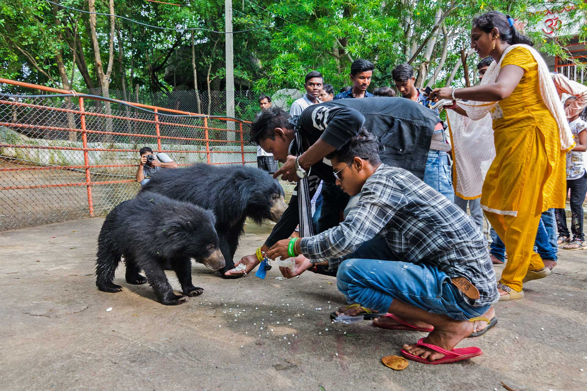 Devotees feeding wild Sloth Bears at the Chandi Mata temple