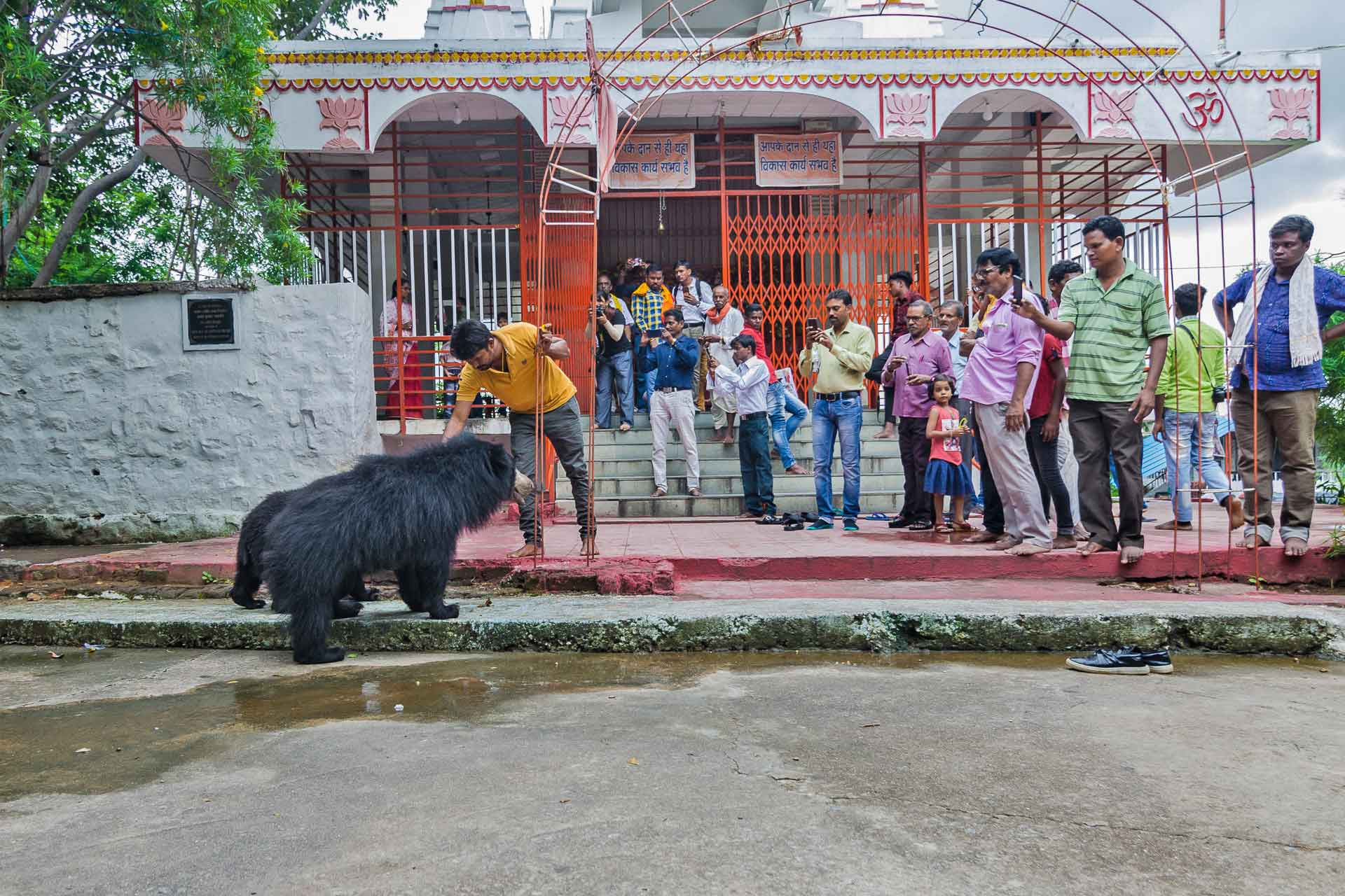 Wild Sloth Bears at the Chandi Mata Temple in Chhattisgarh