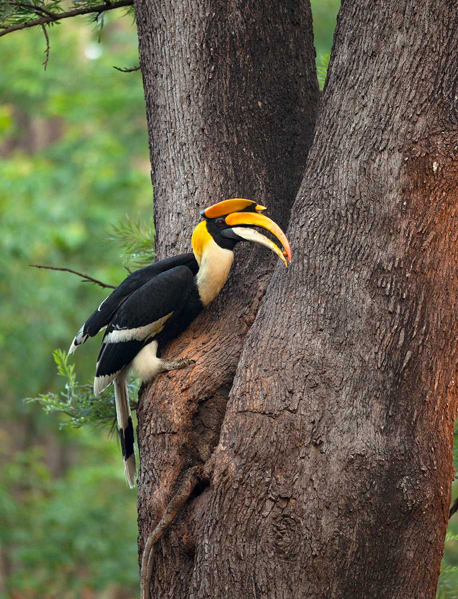 Rohit MG | Nature Infocus