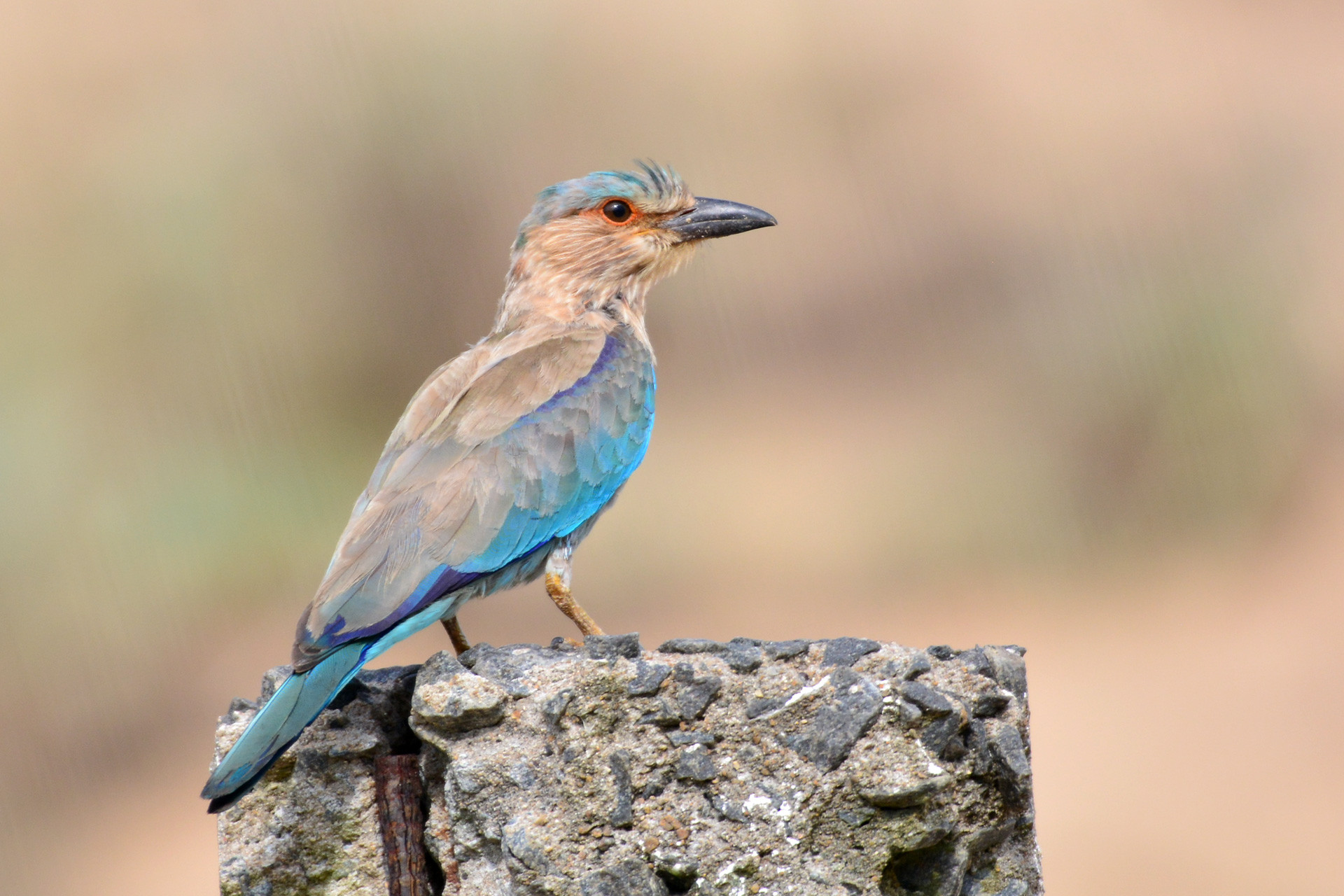 Roller Sonkhaliya | Nature Infocus