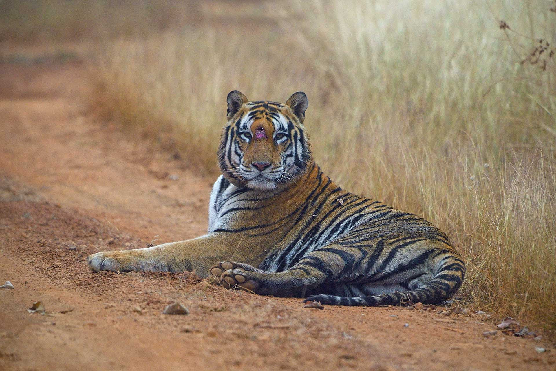 Big male tiger P243 spotted in Panna National Park