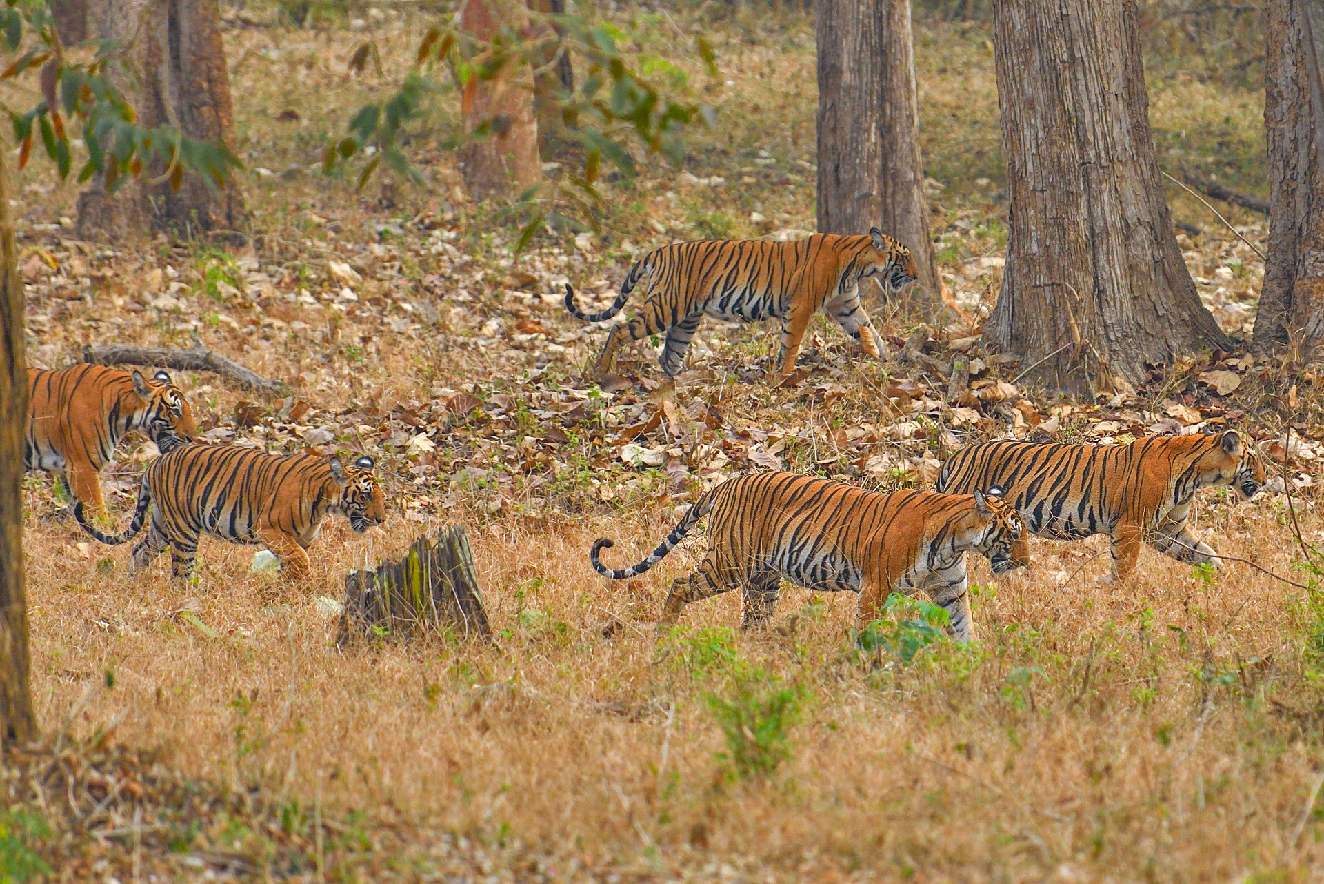 A group of tigers in Kabini, Nagarahole