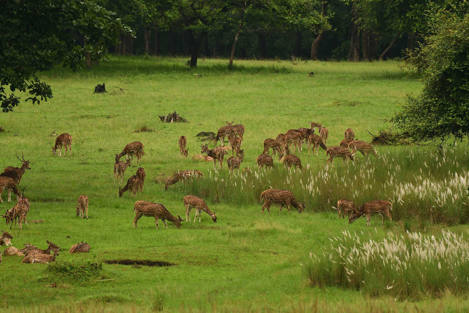 satpura landscape | Nature Infocus