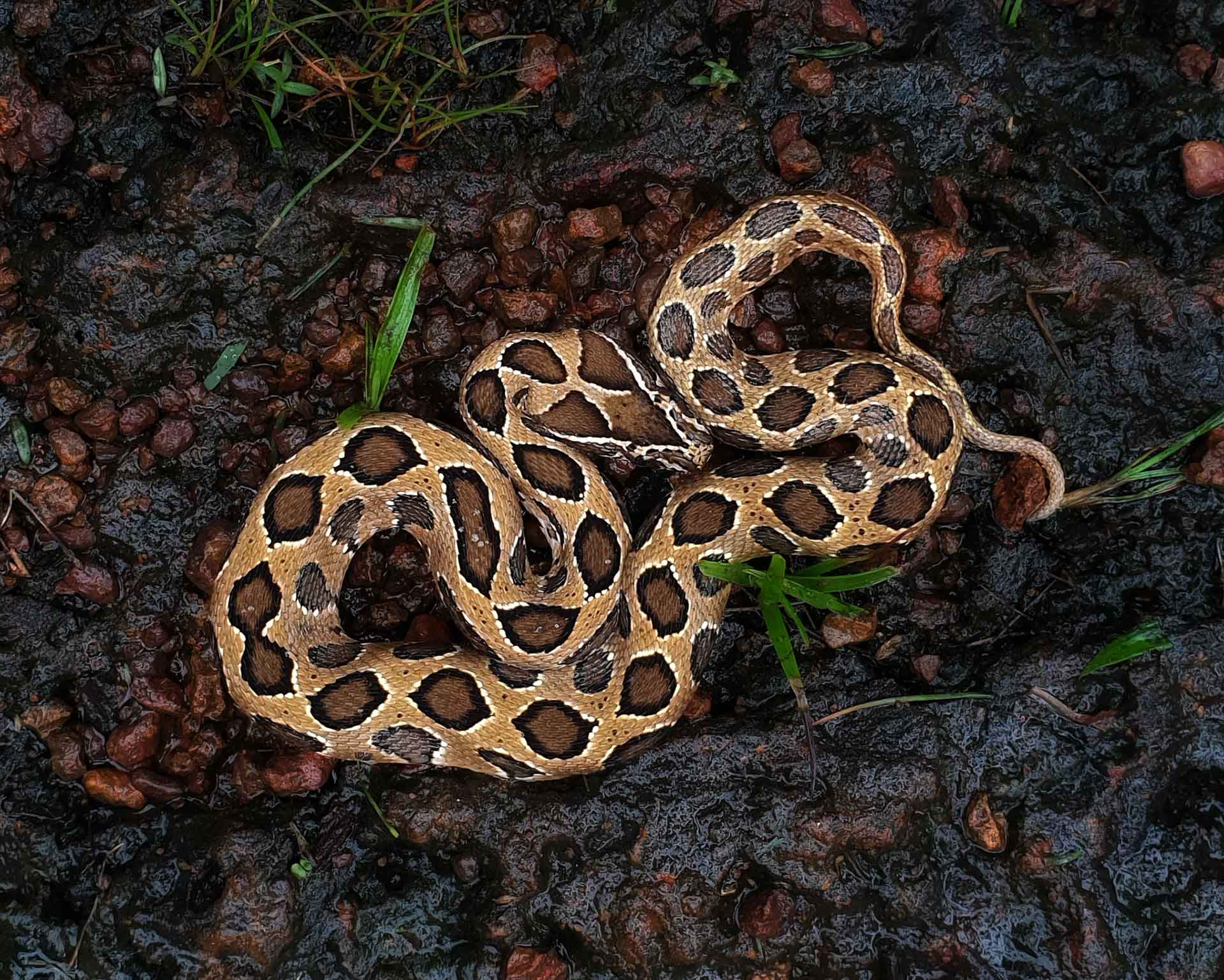 Russell's Viper | Nature inFocus