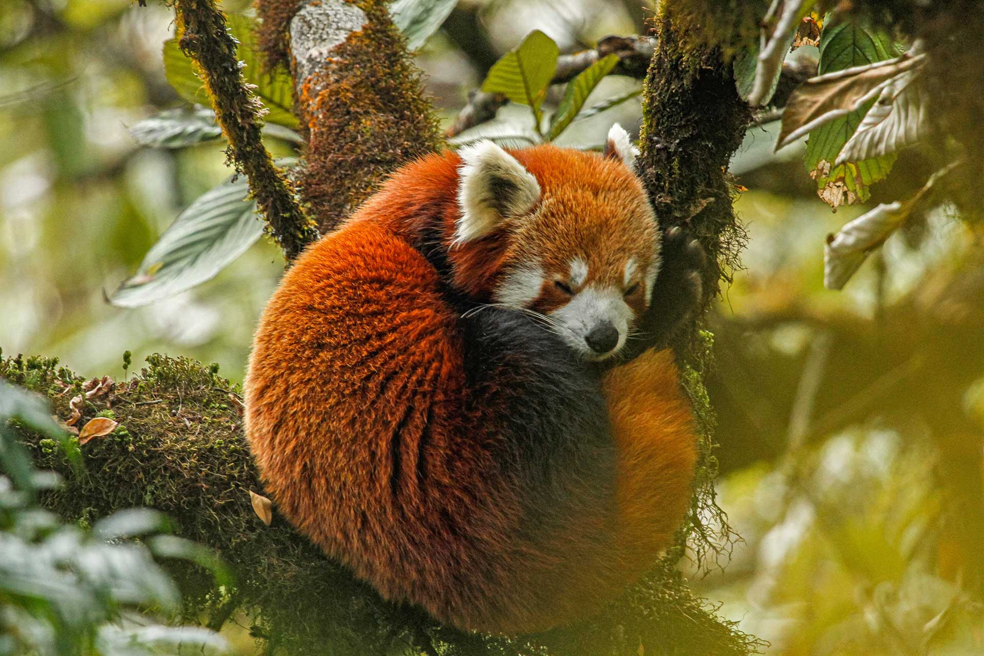 Sikkim RedPanda Alankritha Kalingarayar | Nature Infocus