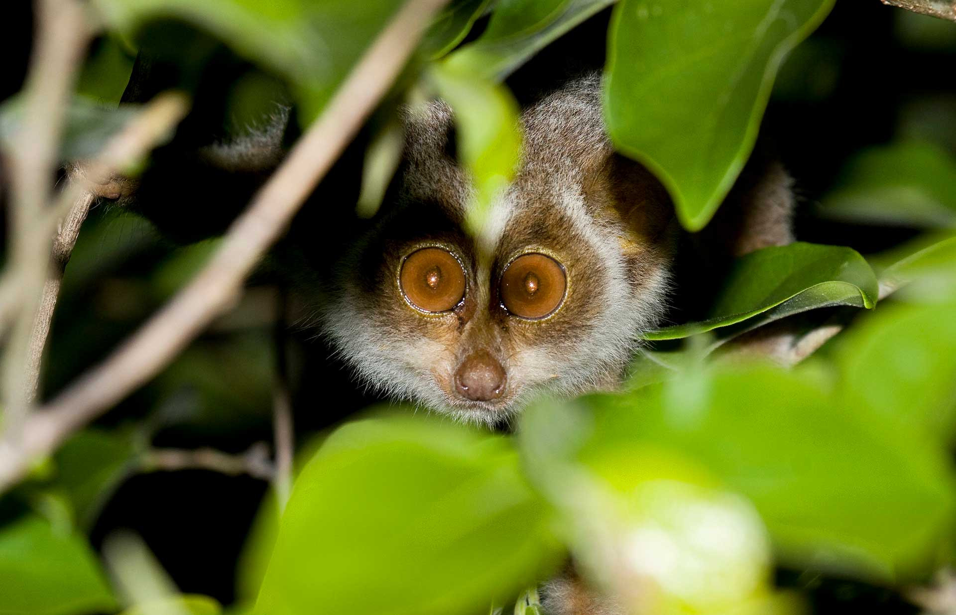 Endangered animal Gray Slender loris