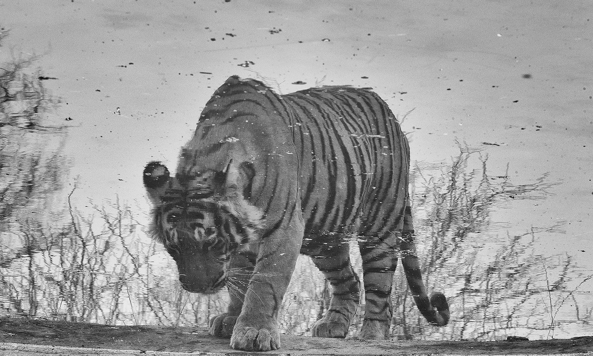 Sm i - Tackling Tiger Boredom! | Nature inFocus